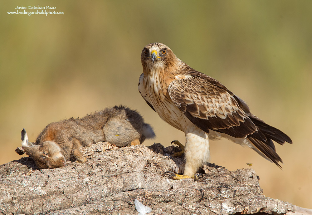 Aquila Minore, ciara Fase