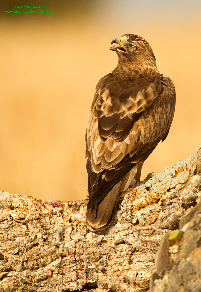 Aquila Minore, Fase oscura