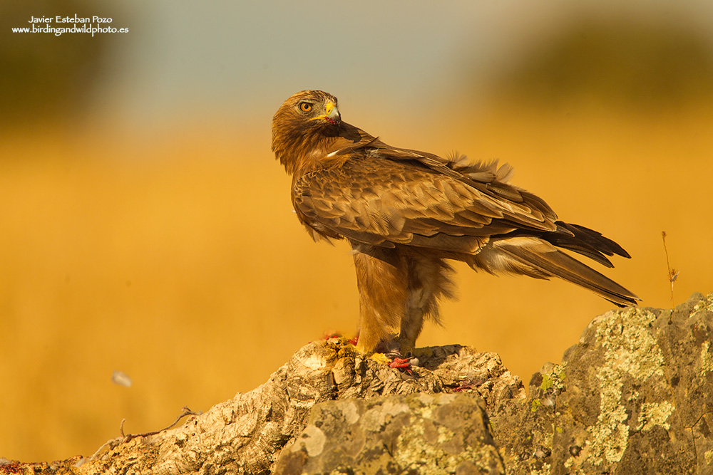 Aquila Minore, Fase oscura