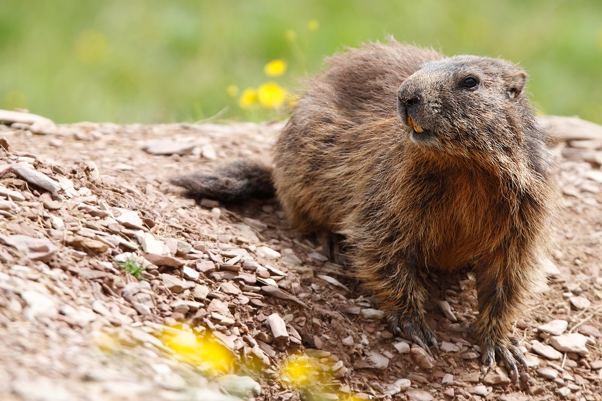 Marmotta