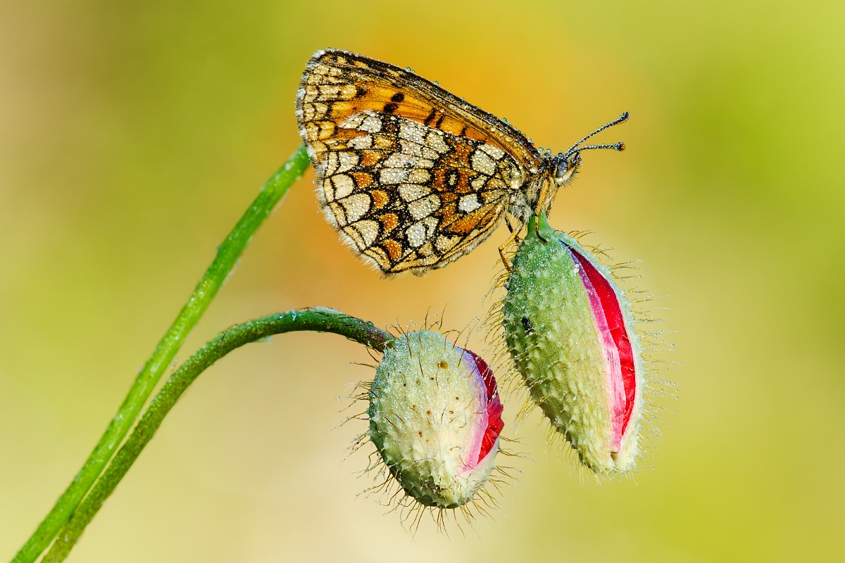 Lo sai che i papaveri...