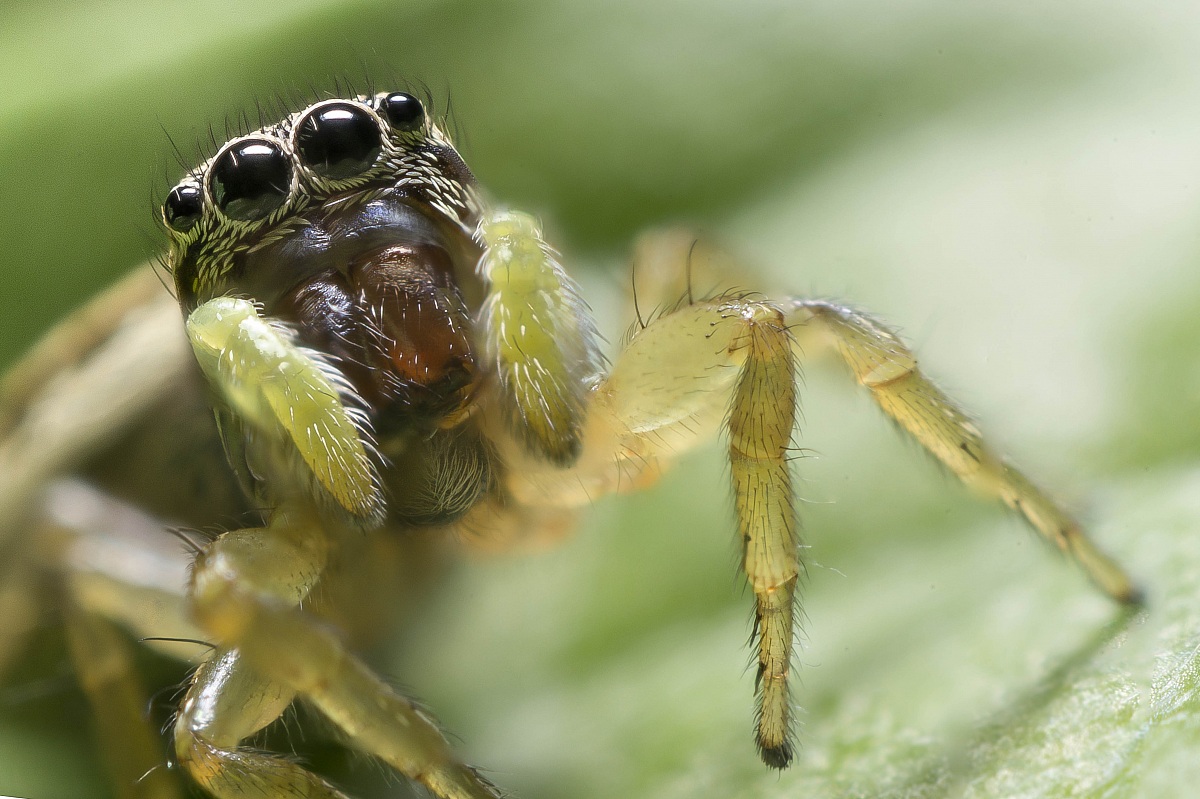 Look at my hairy paw