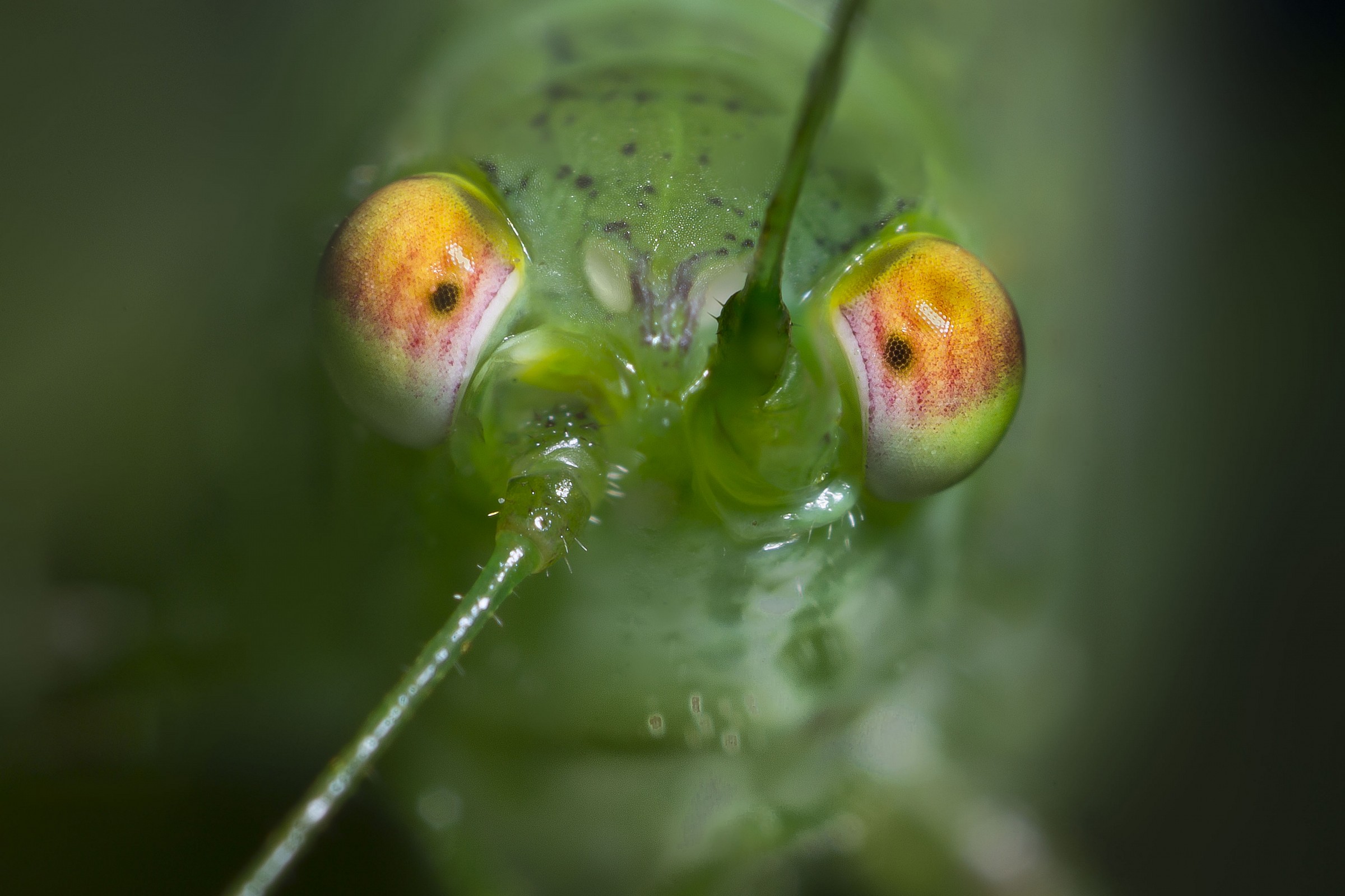 Eyes of a cricket closely
