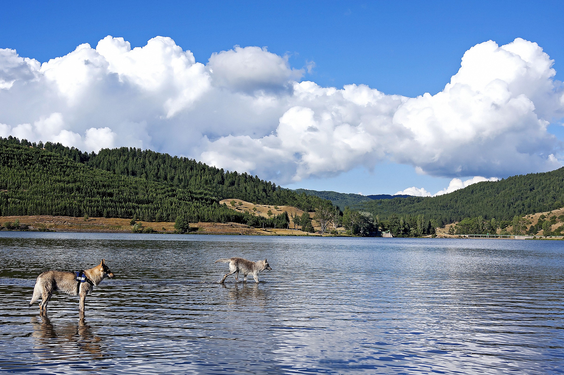 wolfdogs on the lake