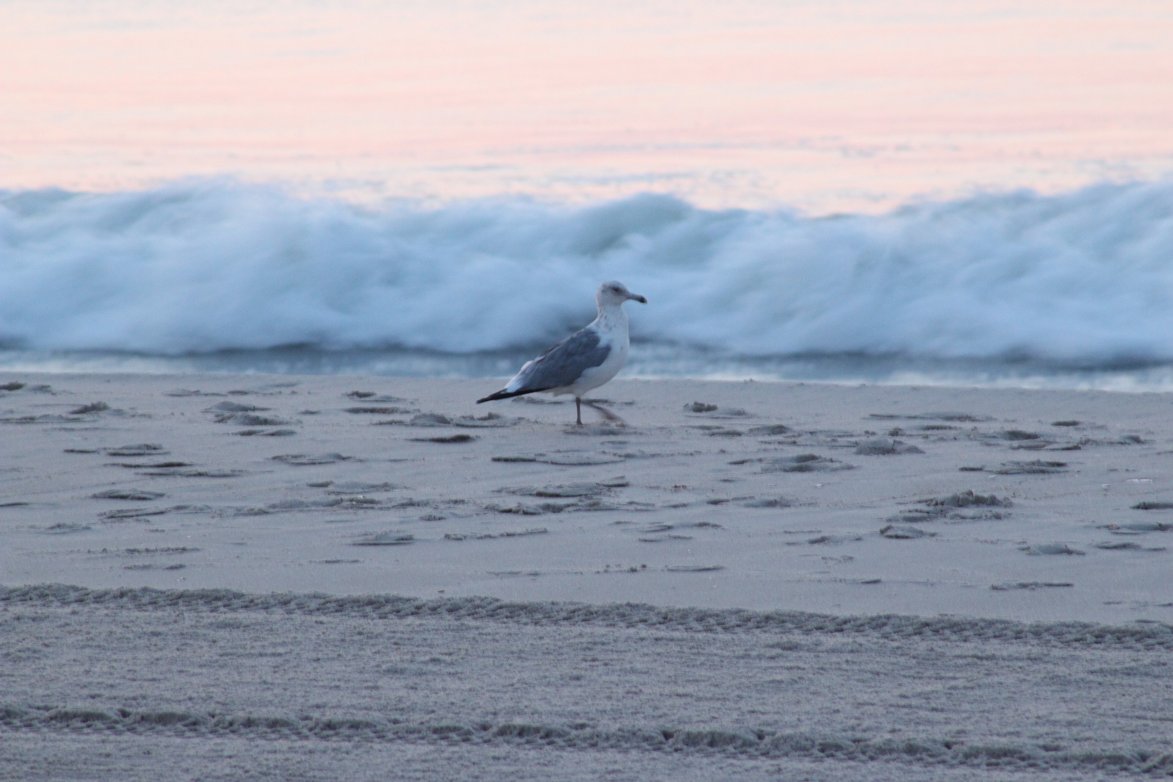 Gabbiano su LBI (New Jersey) 10-ago-2014