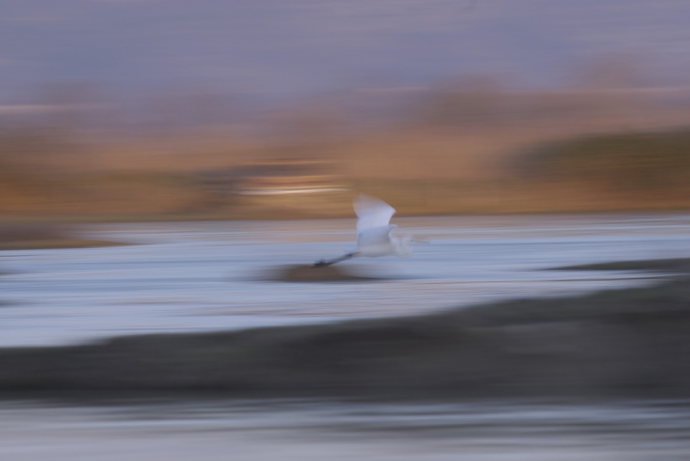 Isola della Cona -Ghost-