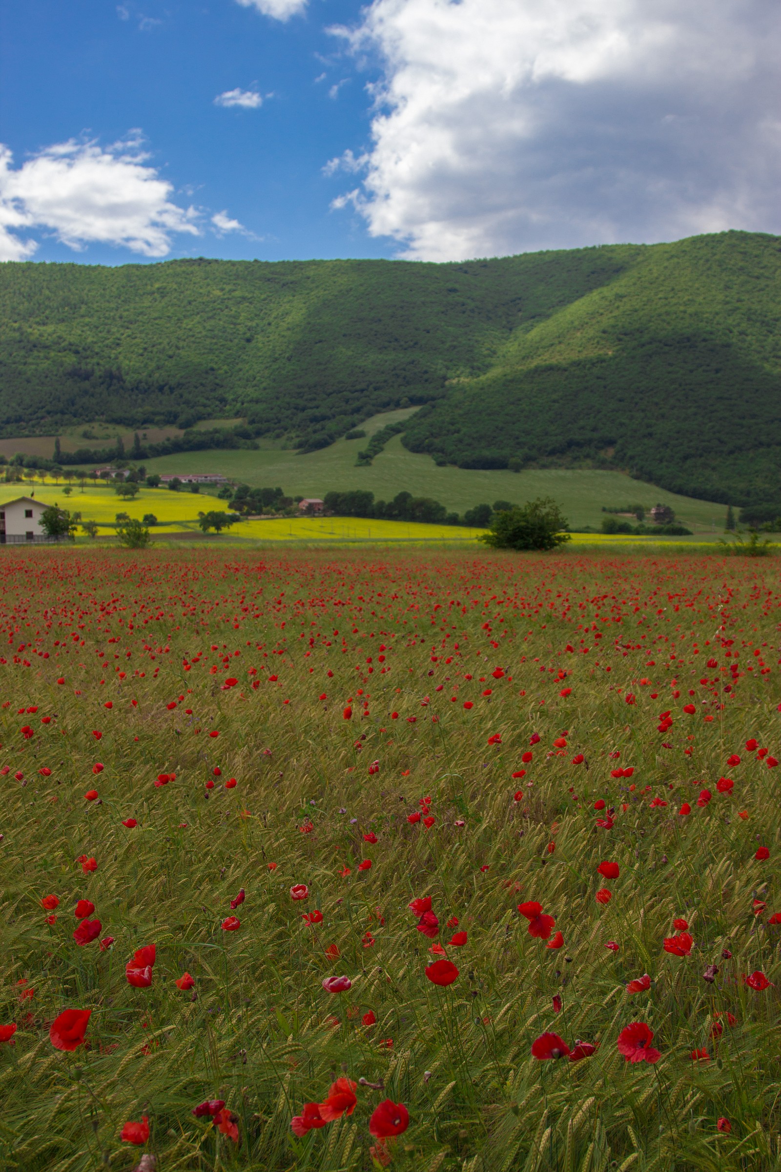 Poppies in the wind