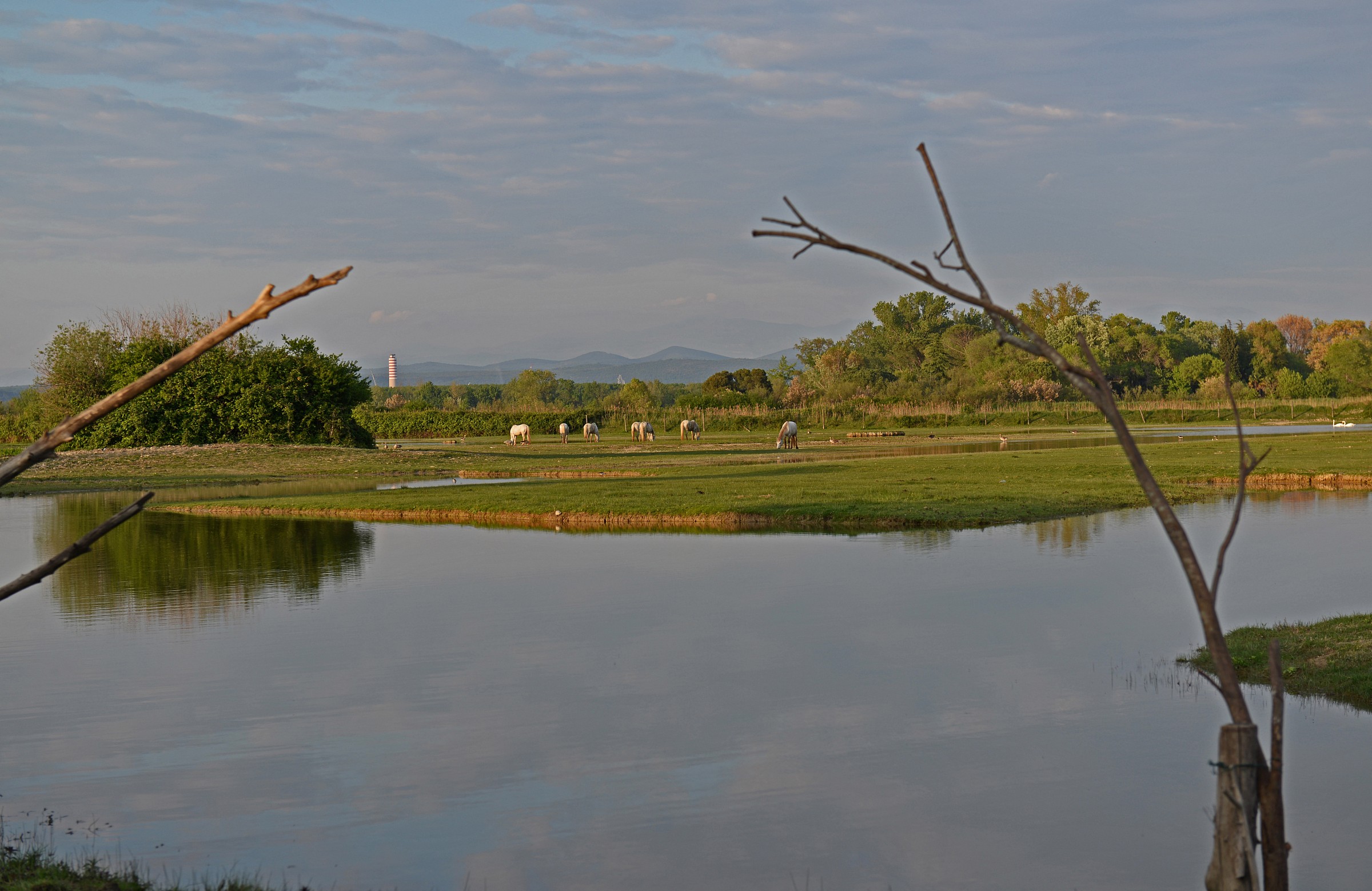 Isola della Cona -go-