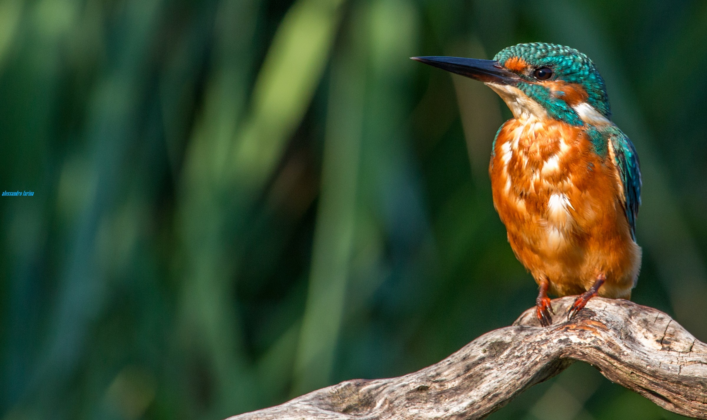 Classic Kingfisher 1