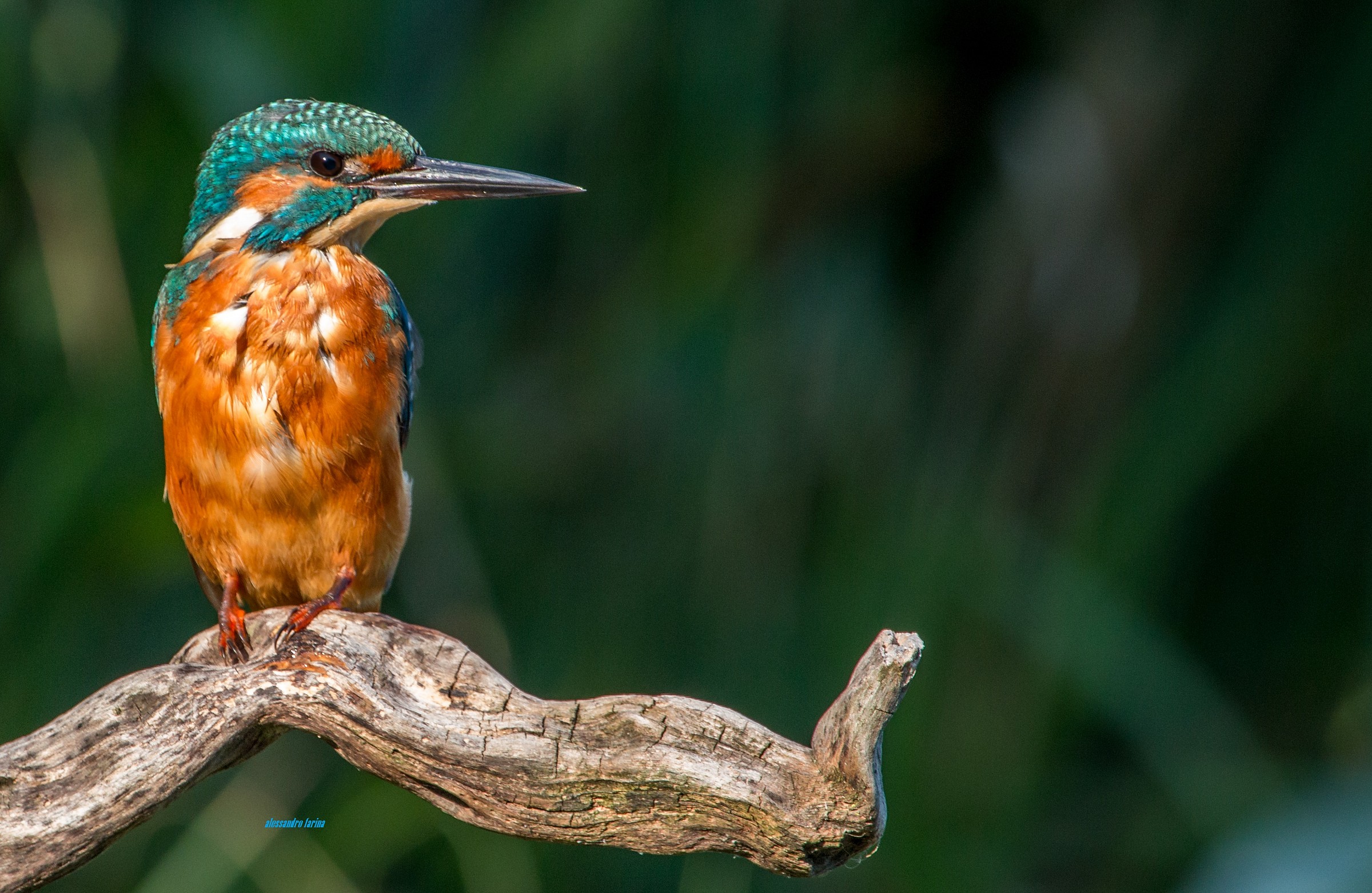 Classic Kingfisher 2