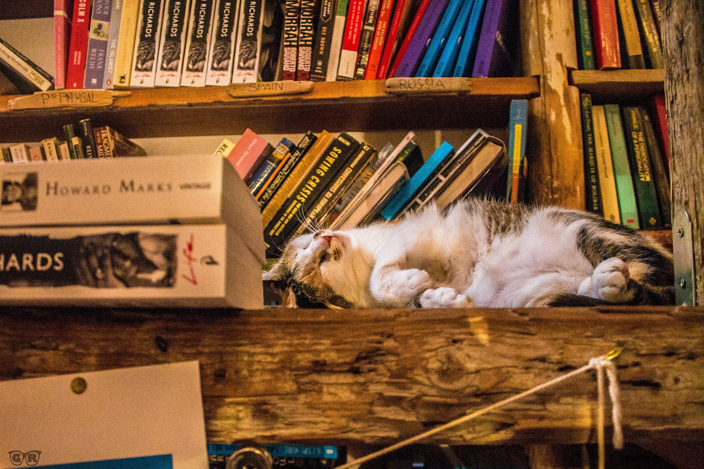 Gatto di biblioteca (Atlantis Books, Oia)