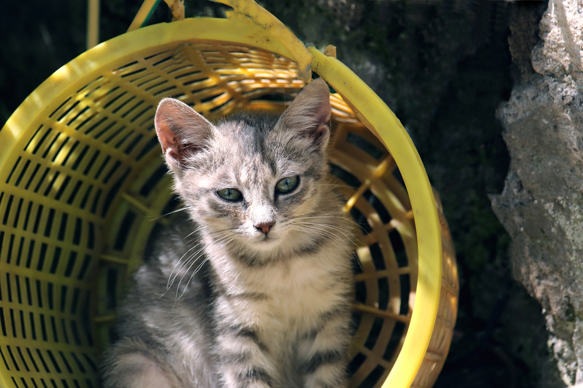 Cat in the basket