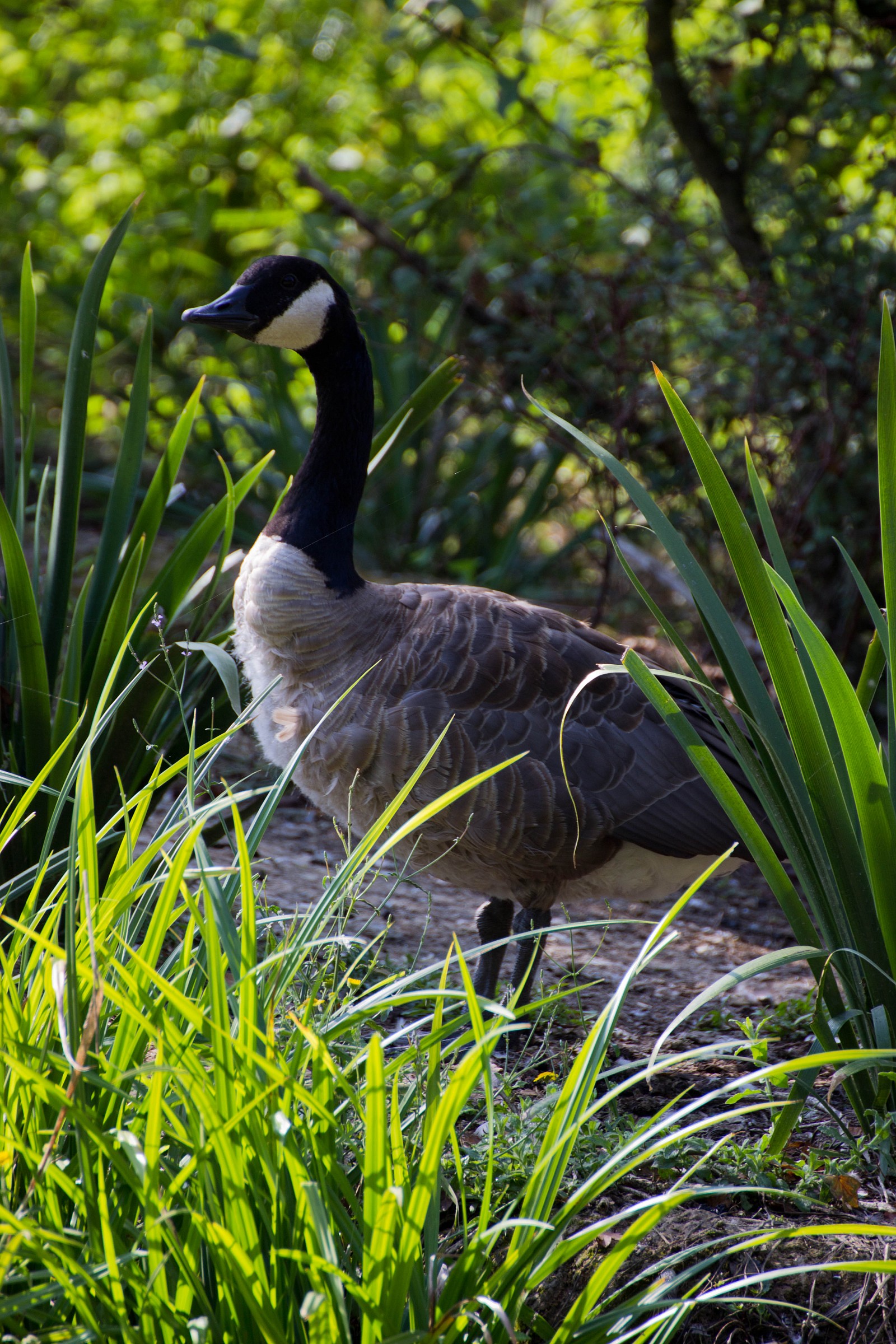 Canada Goose