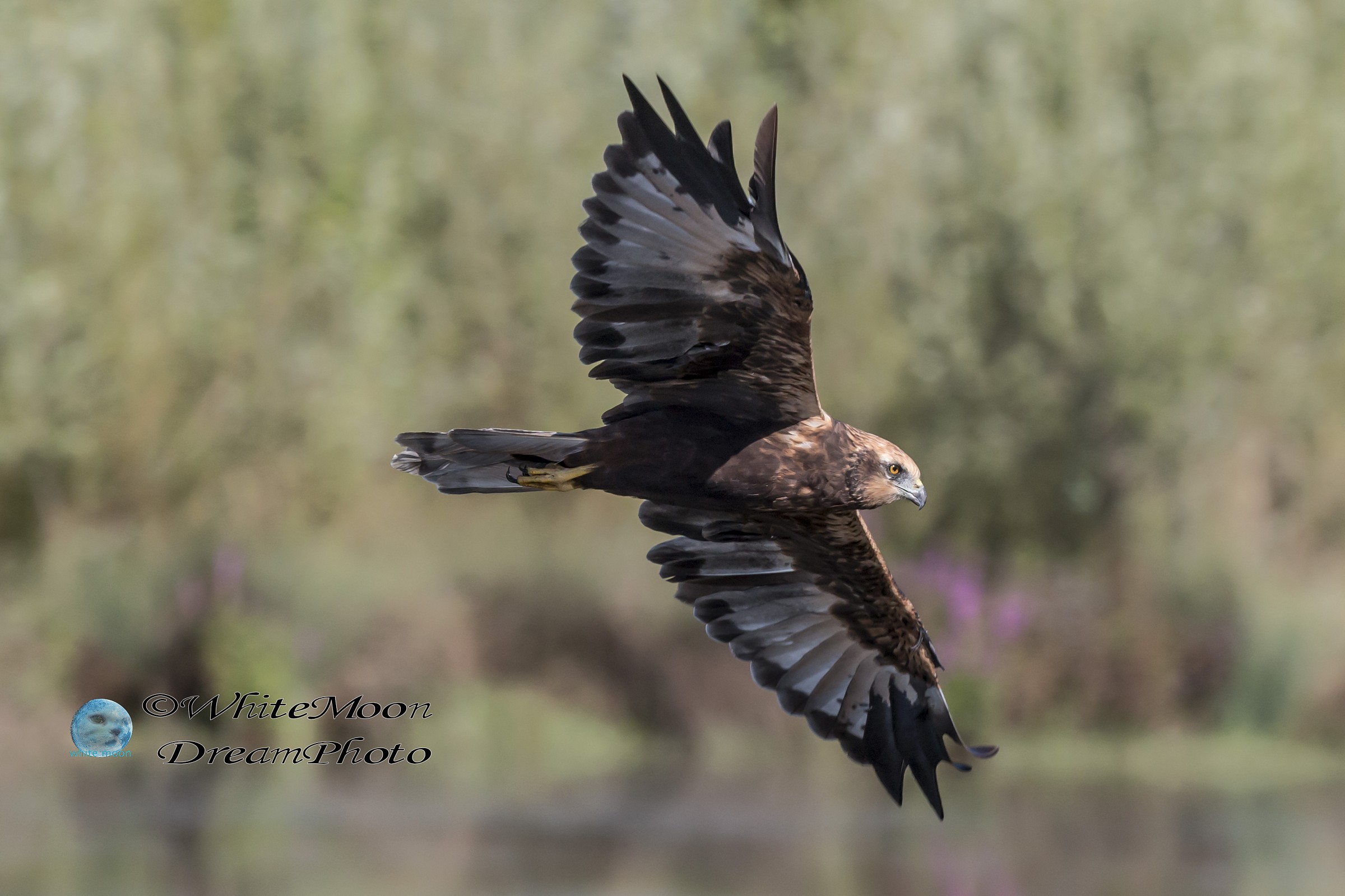 falco di palude in caccia all'oasi di Cronovilla