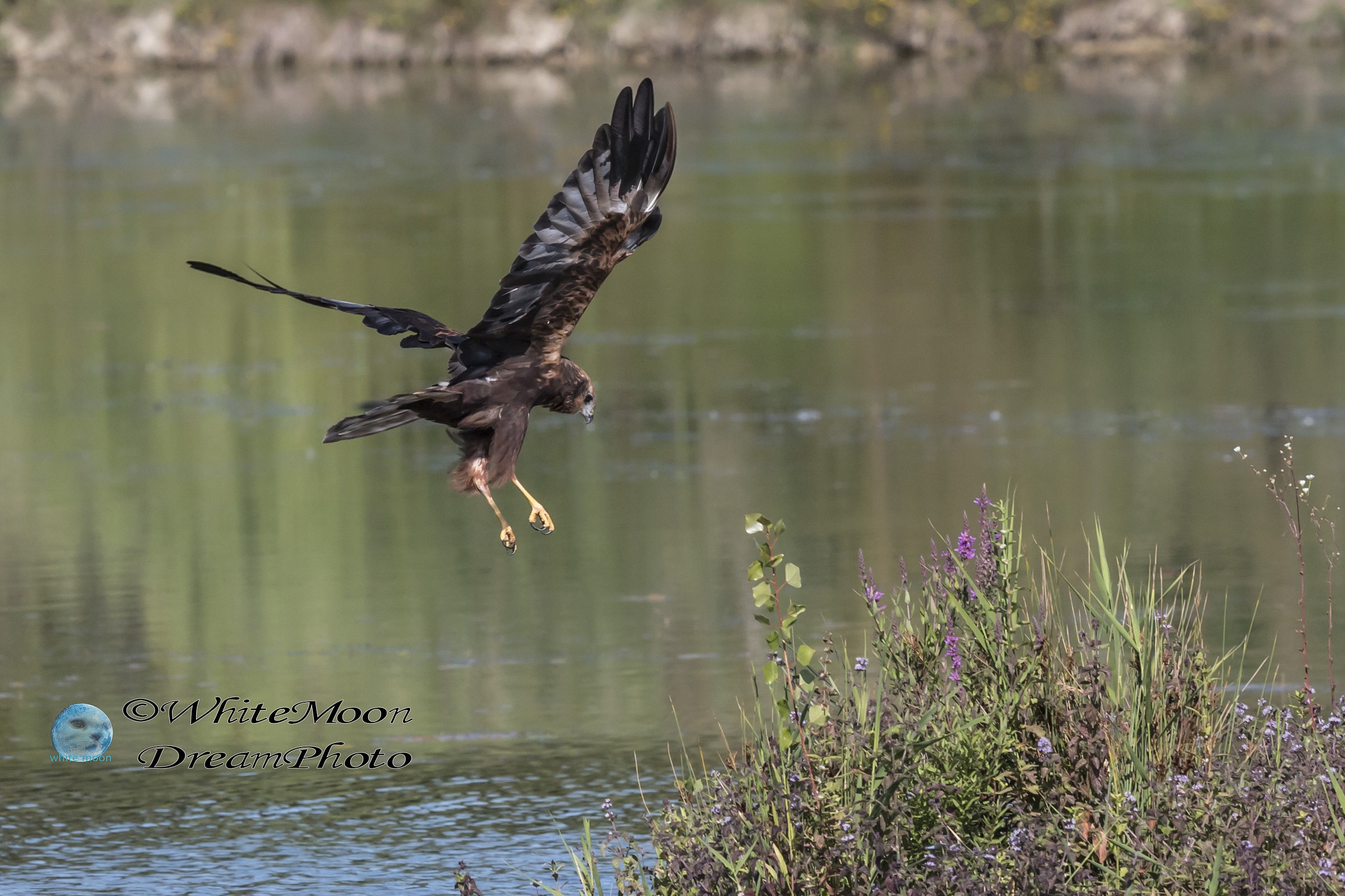 falco di palude in attacco