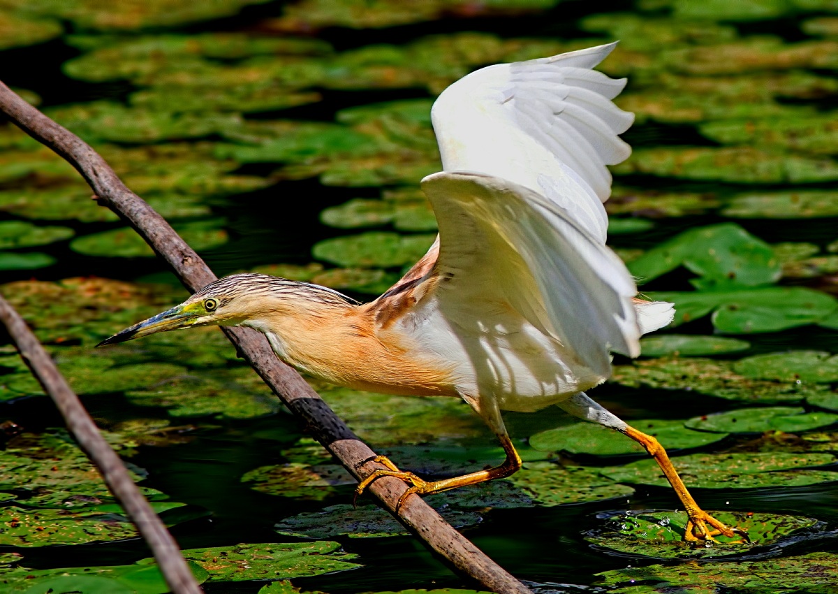 Sgarza Ciuffetto:Saltellando