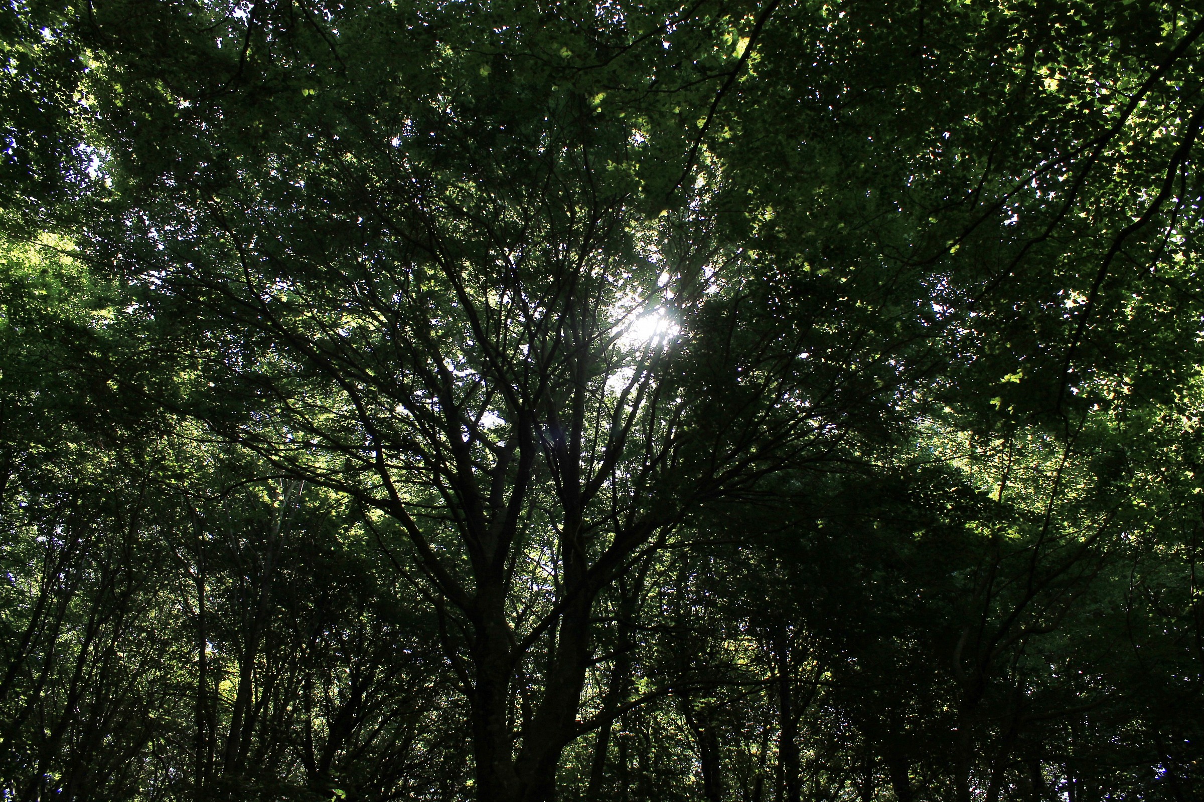 ...il sole si affaccia fra i rami dei faggi