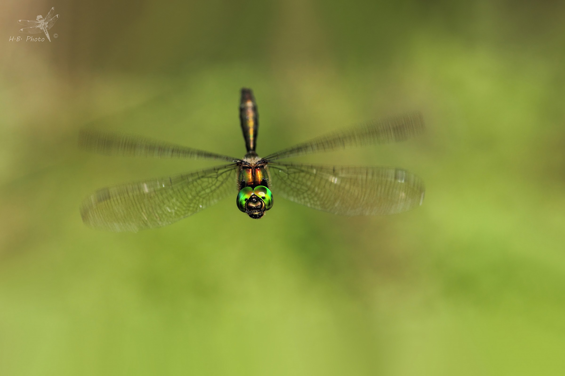 Somatochlora metallica, male