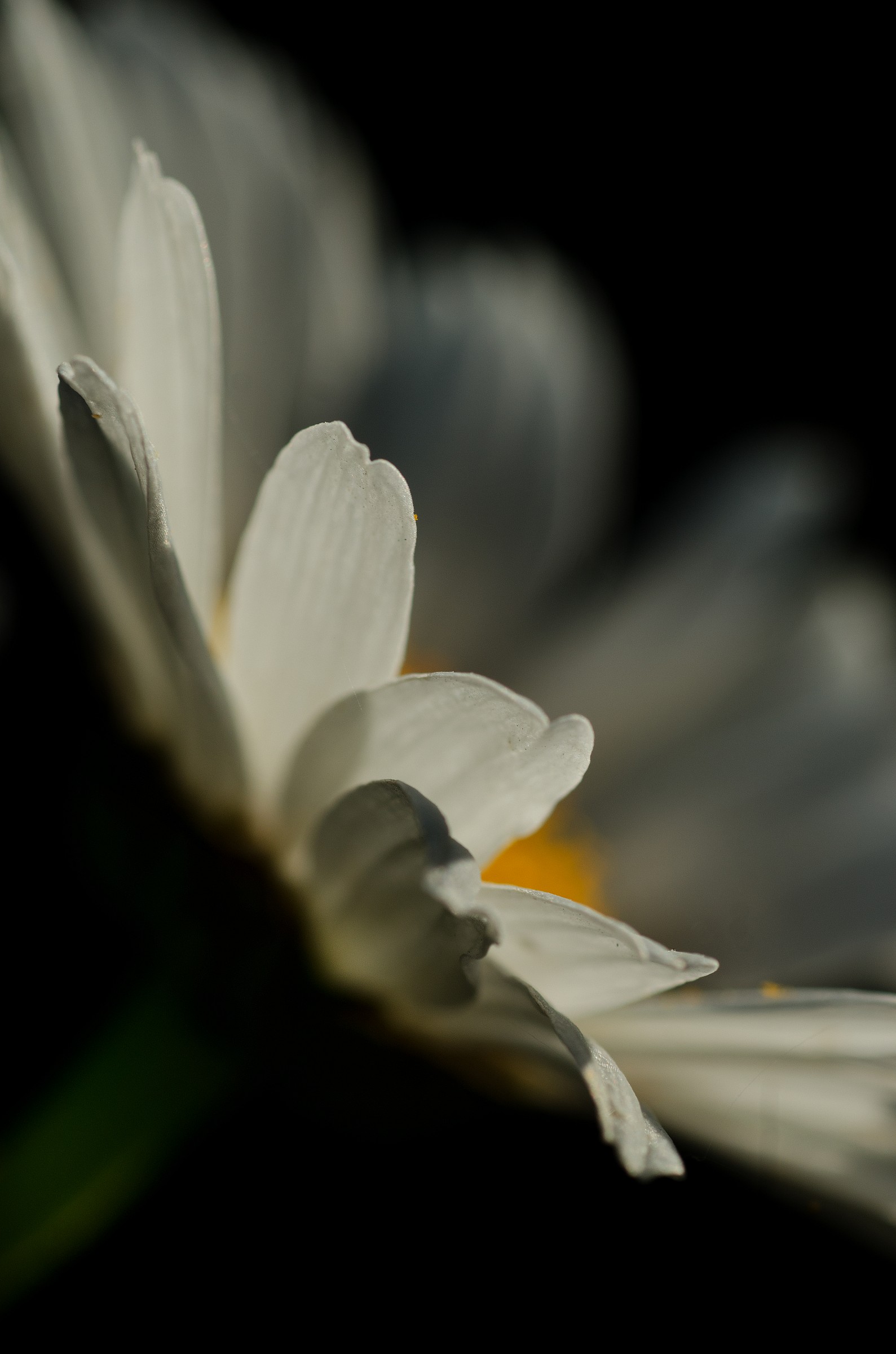 Ox-eye daisy