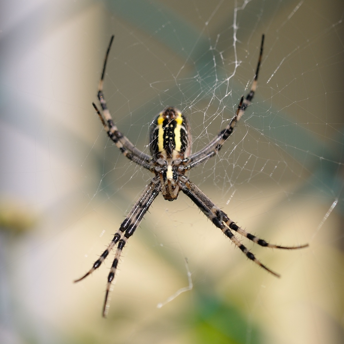 a testa in giù e da sotto