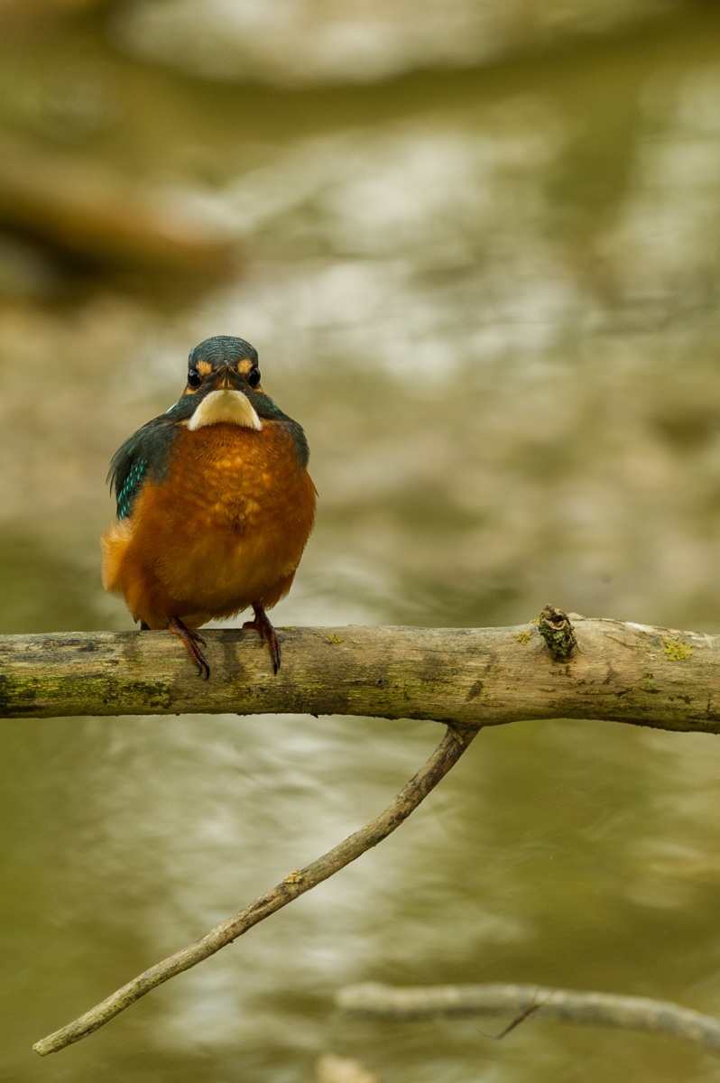 Mi sento un tantino osservato...