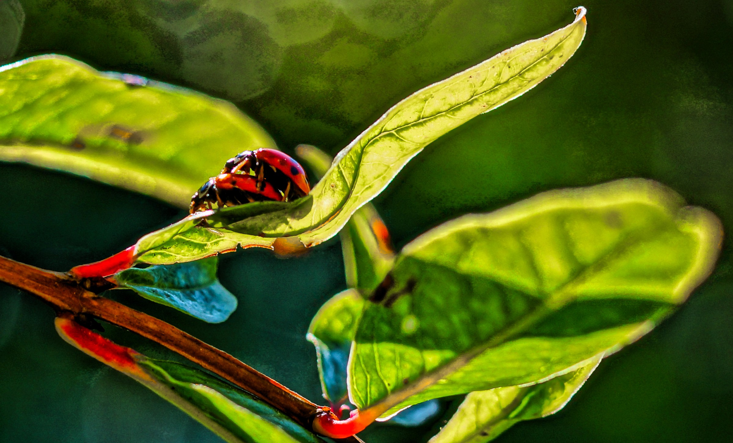 hdr coccinella