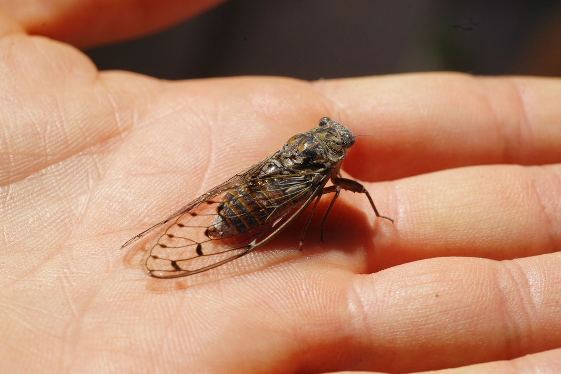 cicala