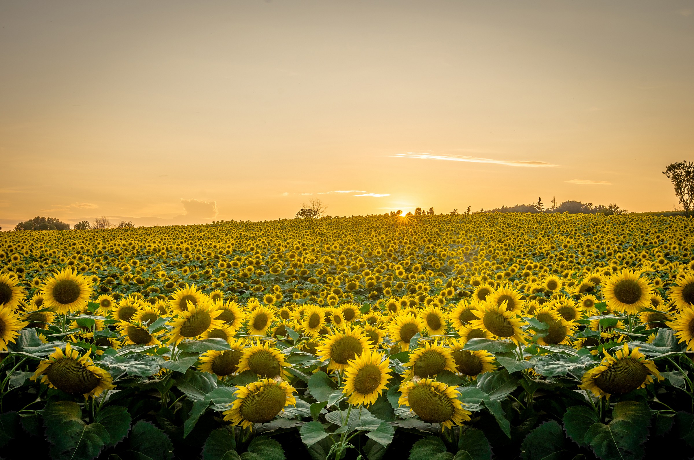 Farewell to the King