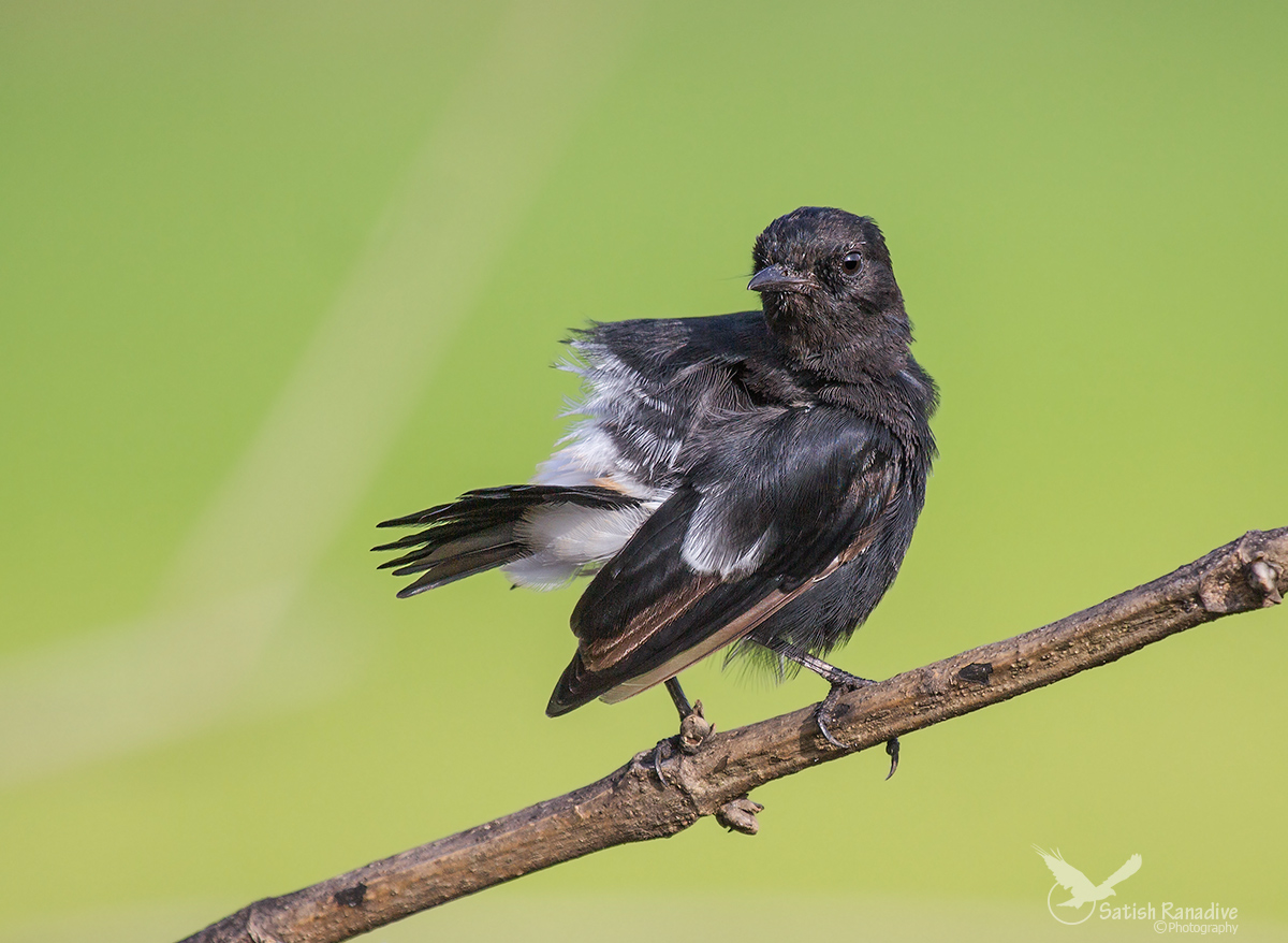 Pied Bushchat.
