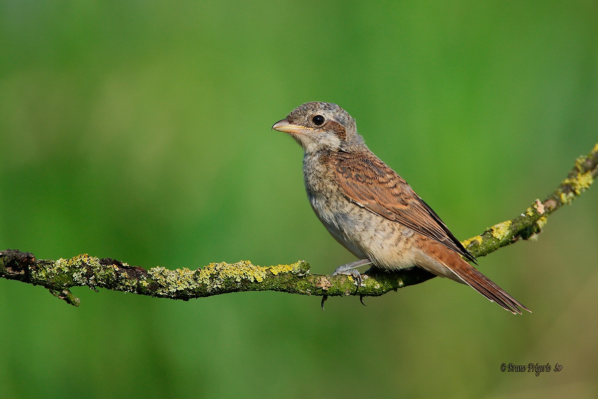 young, red-backed shrike