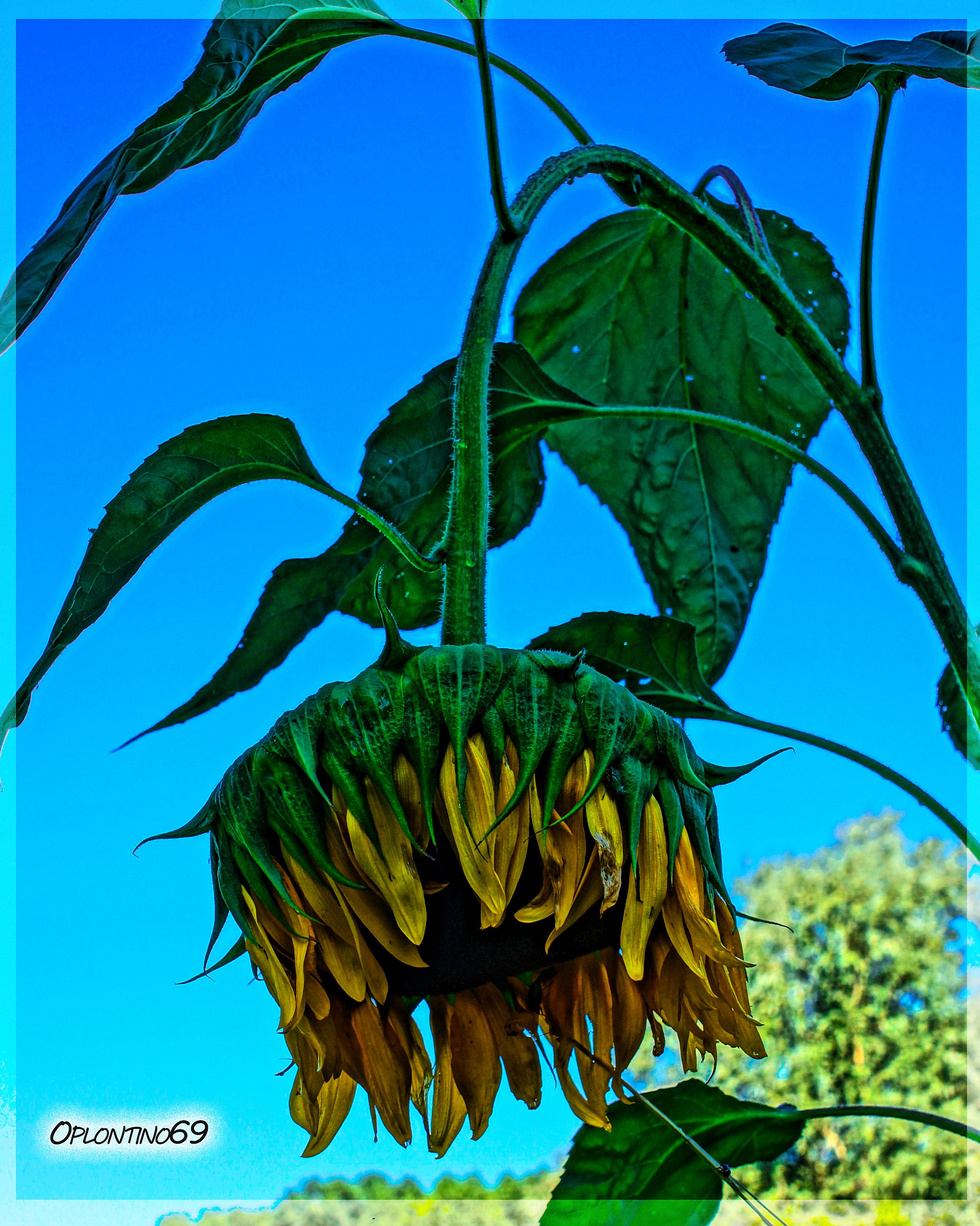 The bow of the Sunflower