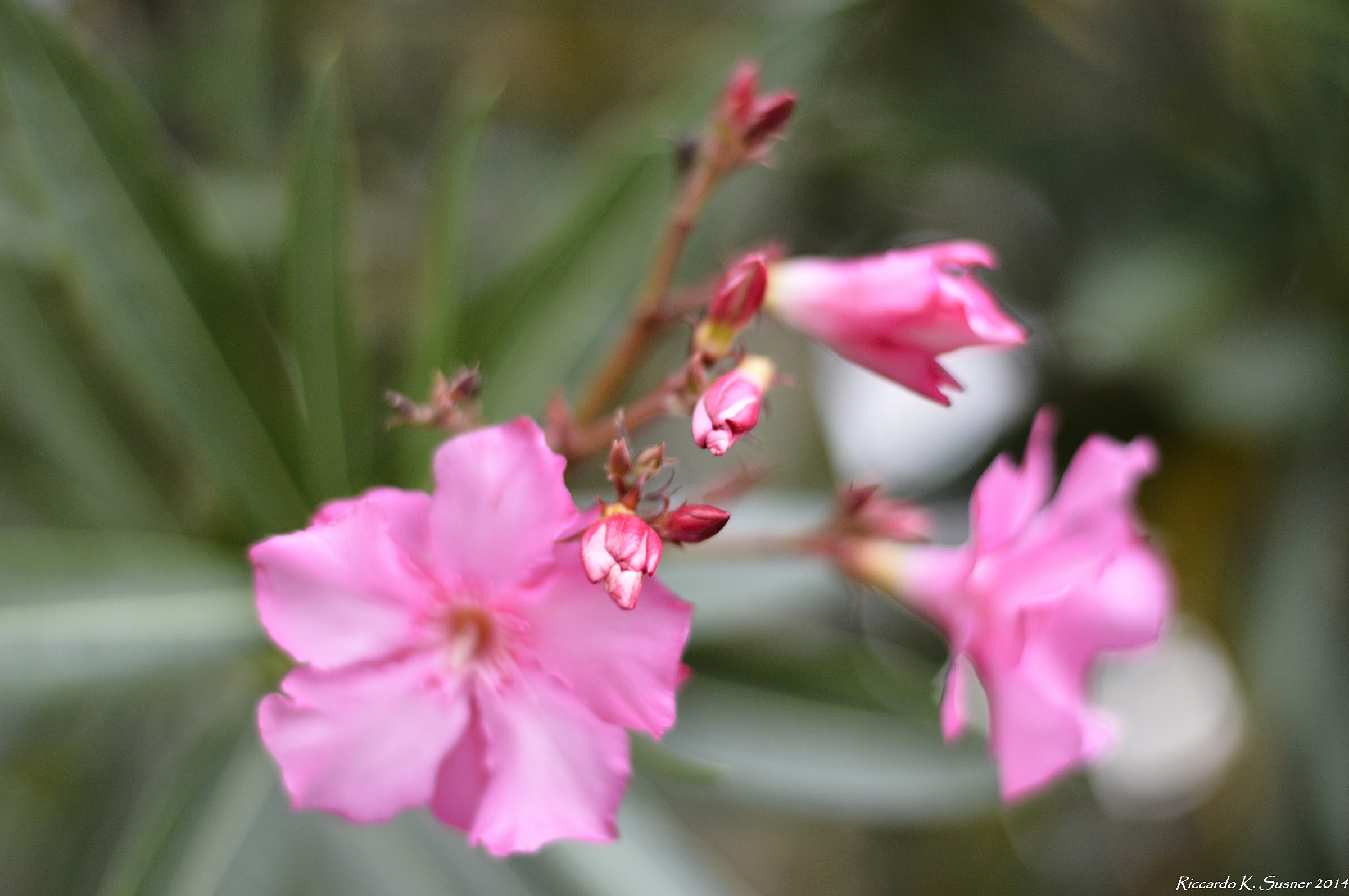 Flowers in the garden (06 2014)