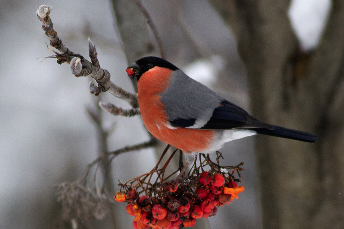 bullfinch