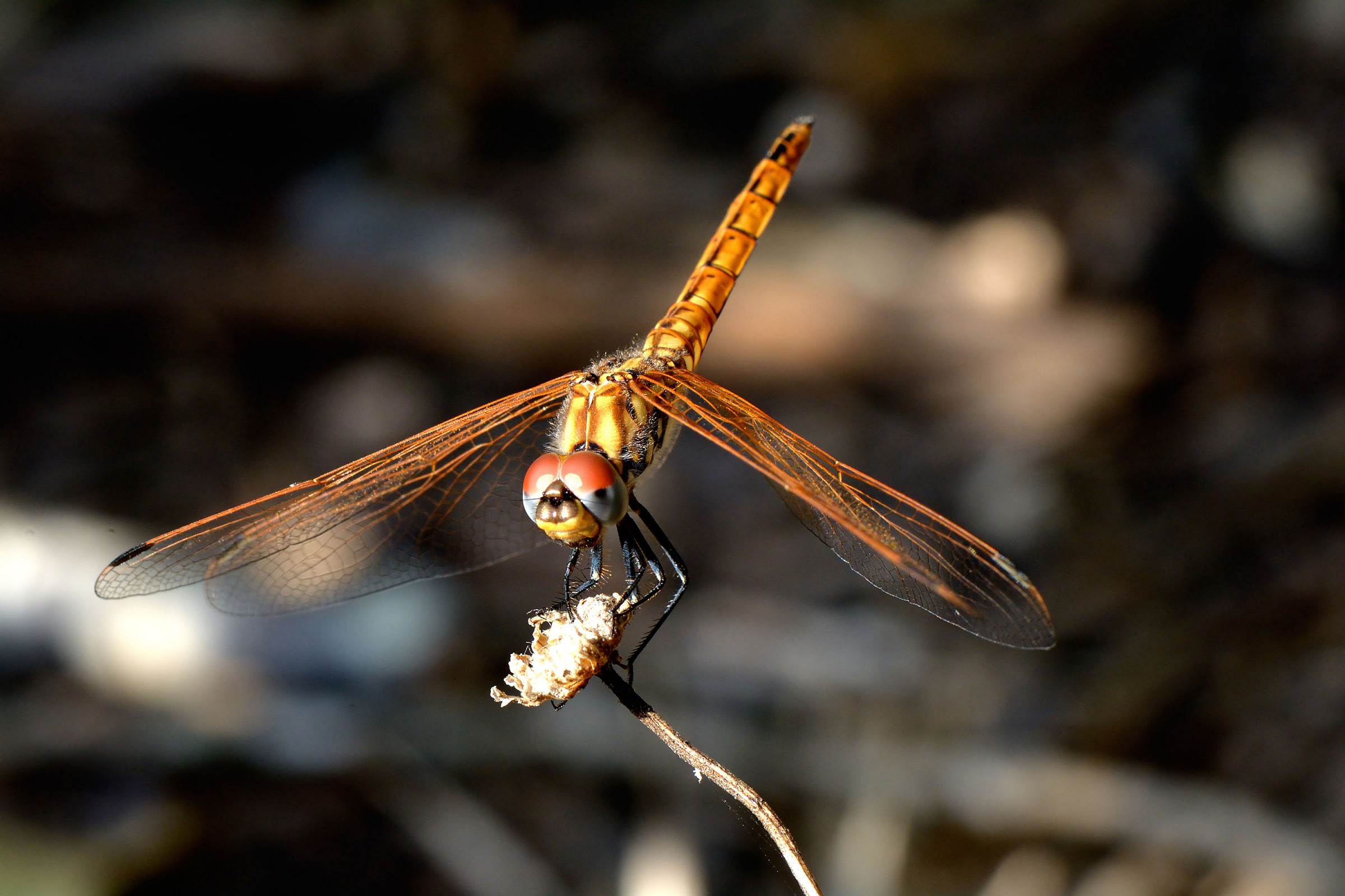 Sympetrum sanguinem
