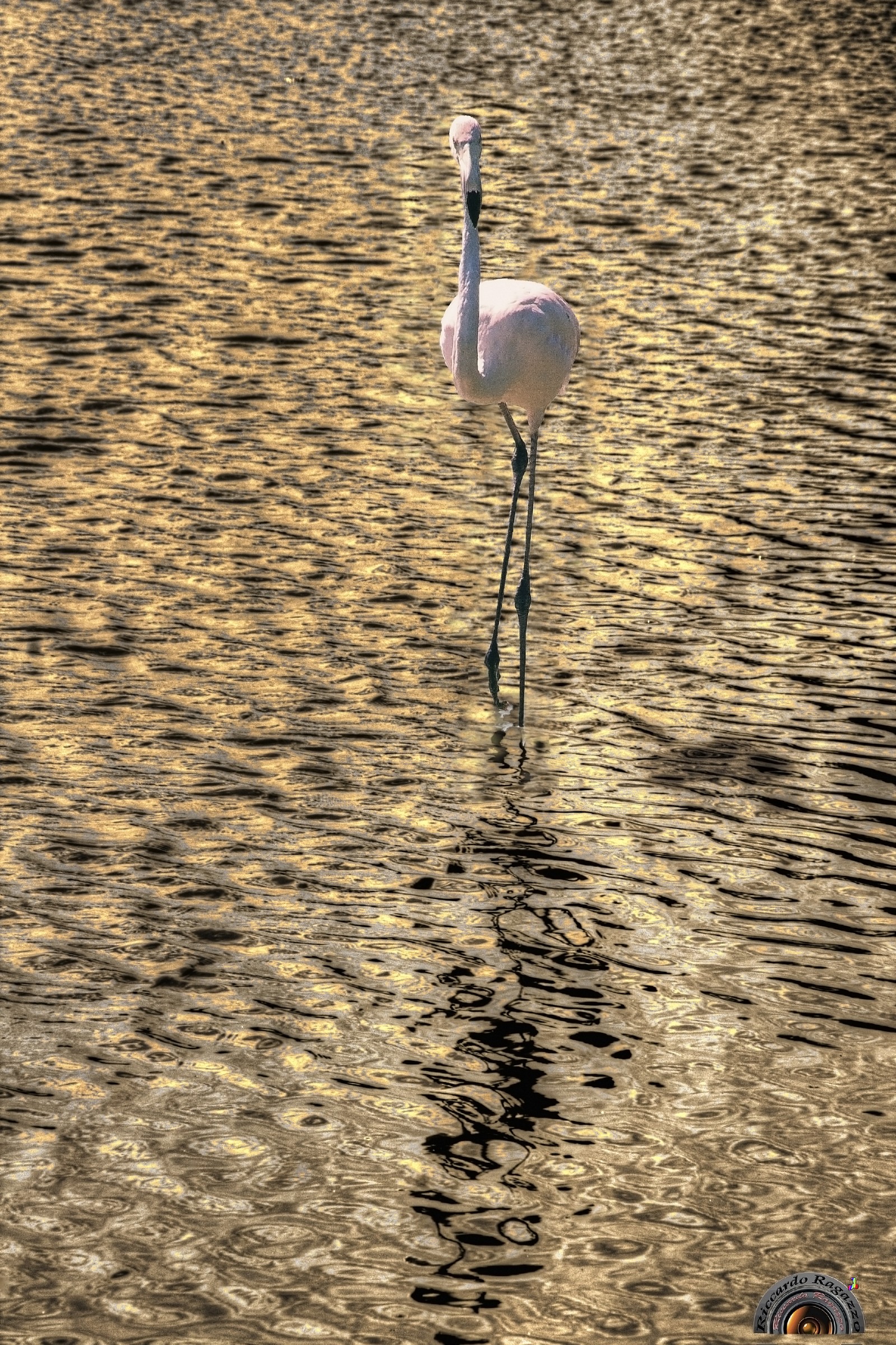 Flamingo posing for me
