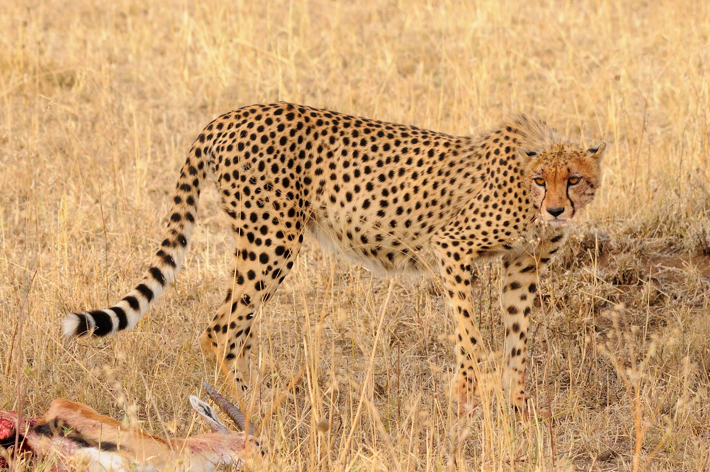 Cheetah "after lunch"