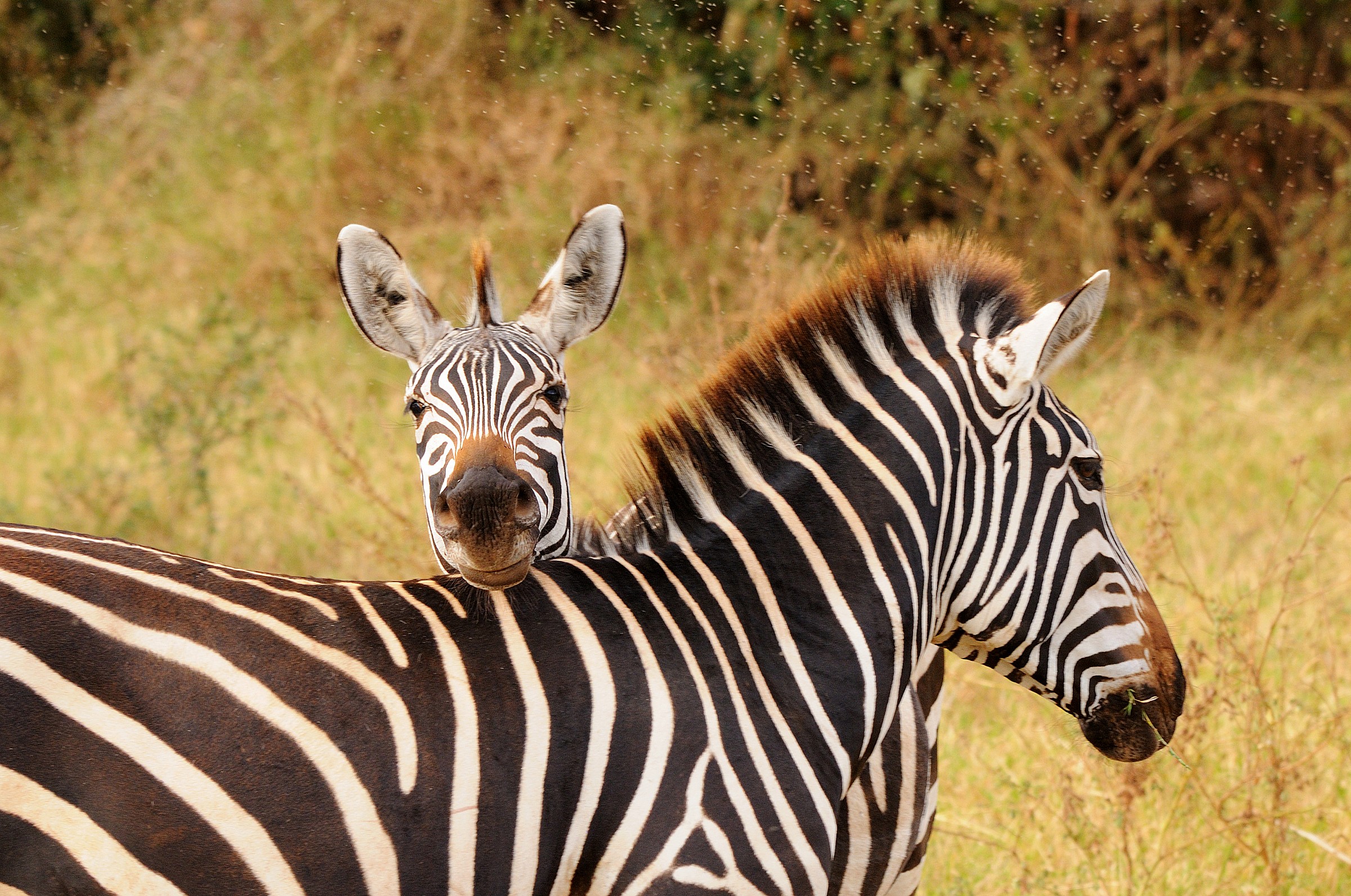 Zebras - Look at the shoulders