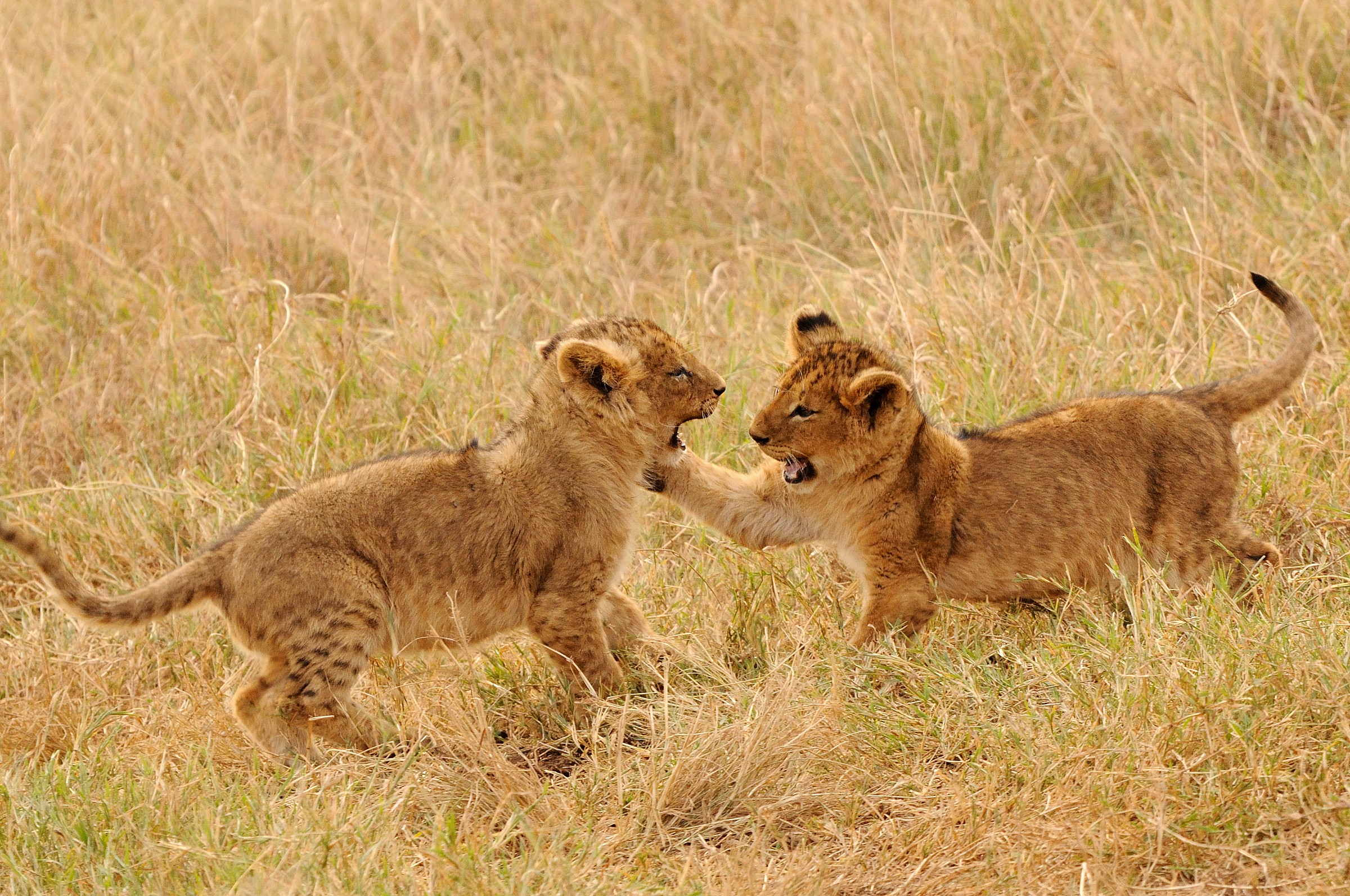 Lion Kids