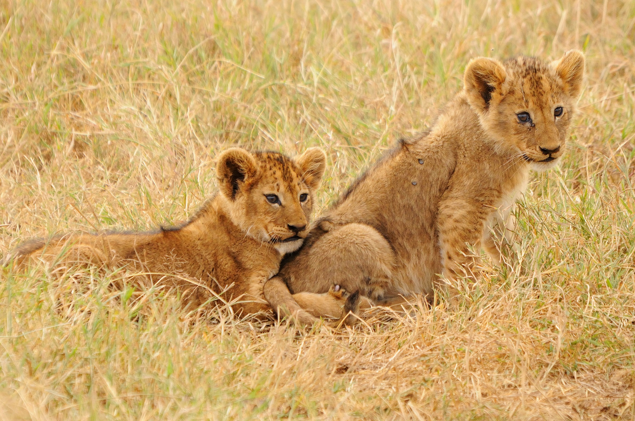 Lion Kids - Gift of the Ngorongoro
