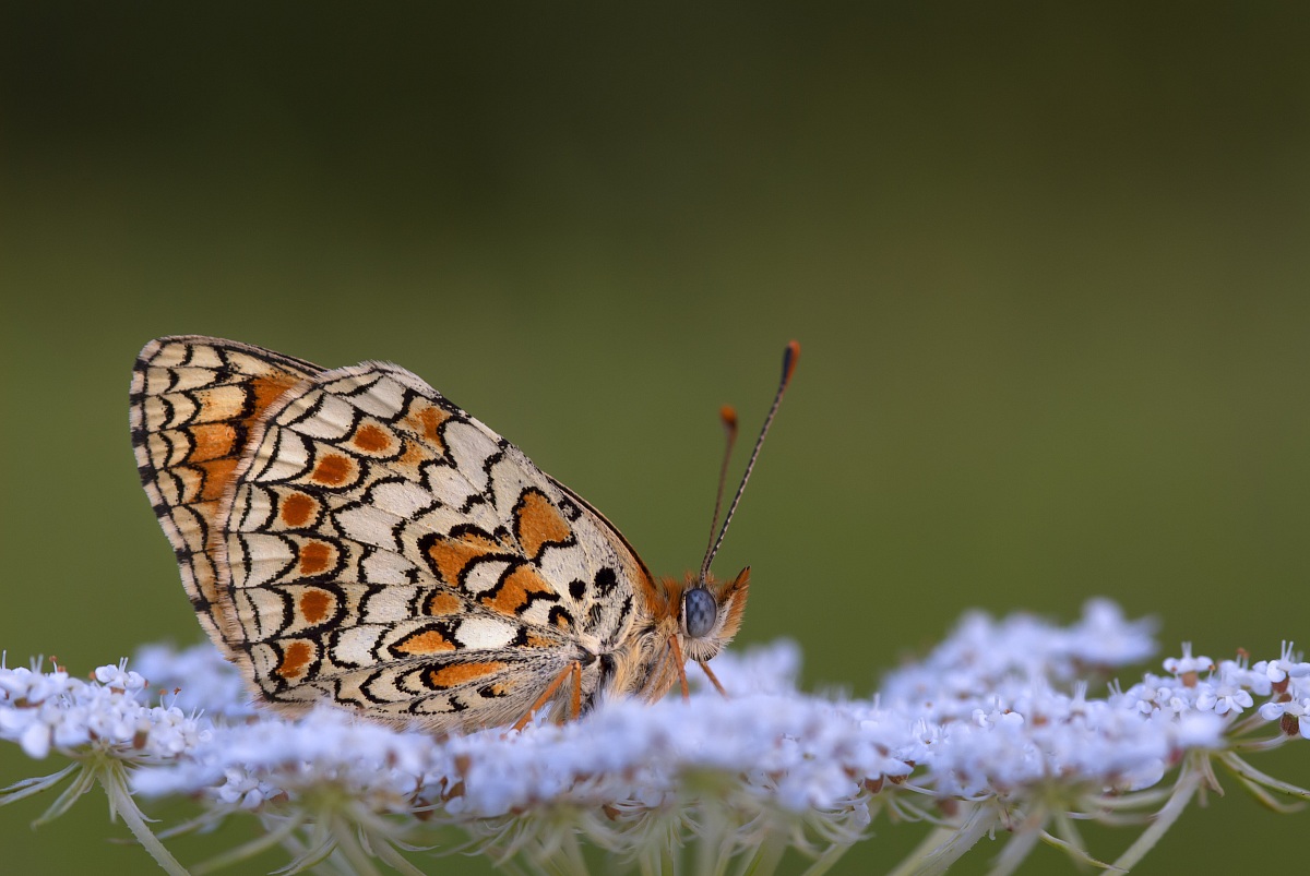 Melitaea didyma