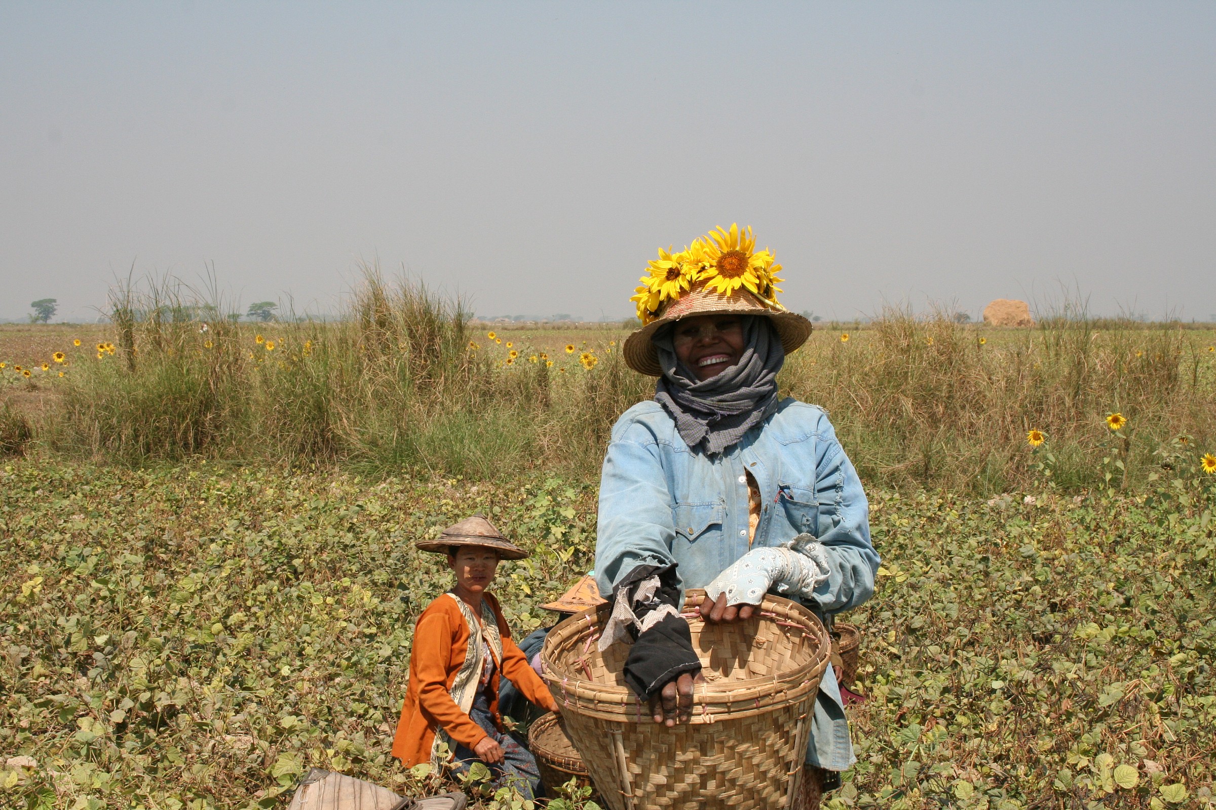 Myanmar raccoglitrici di fagiolini