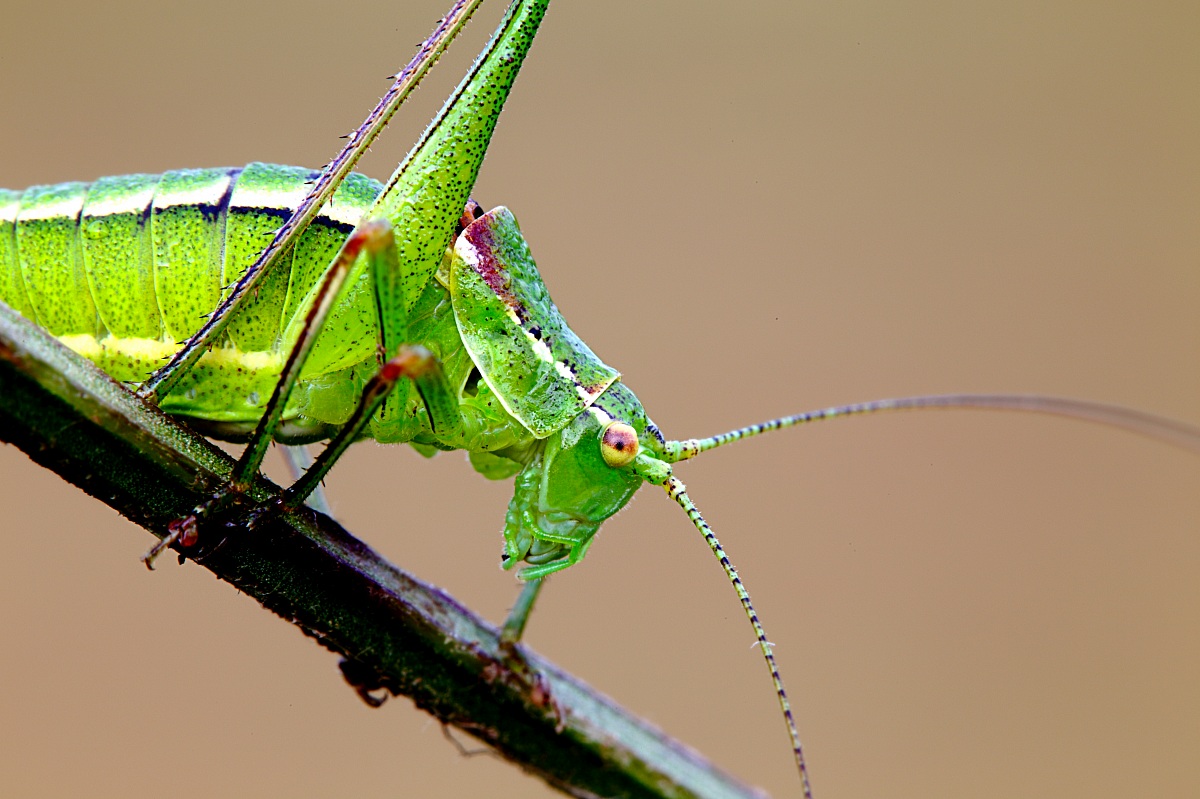 Leptophyes punctatissima