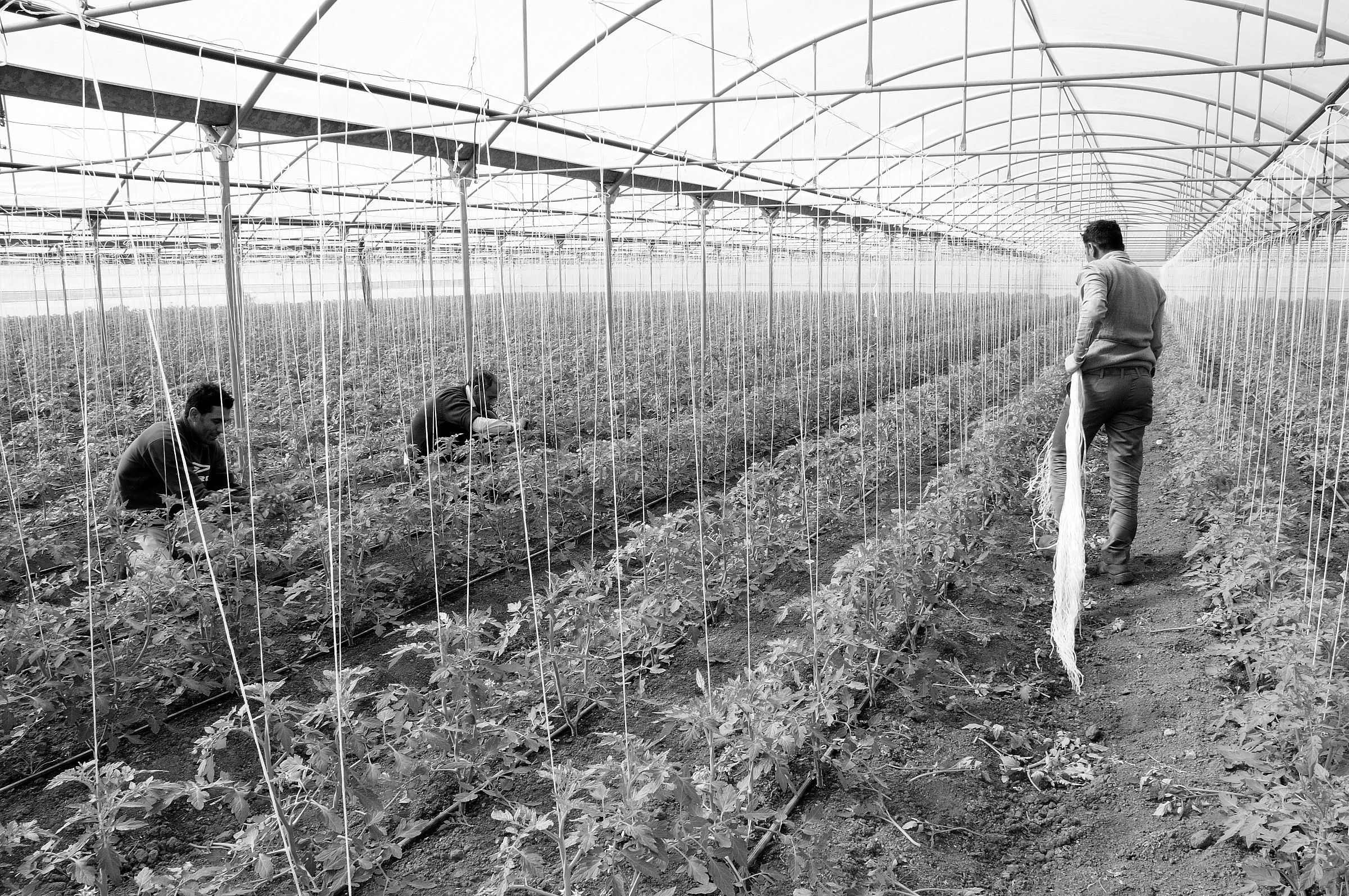 prepare for tomatoes