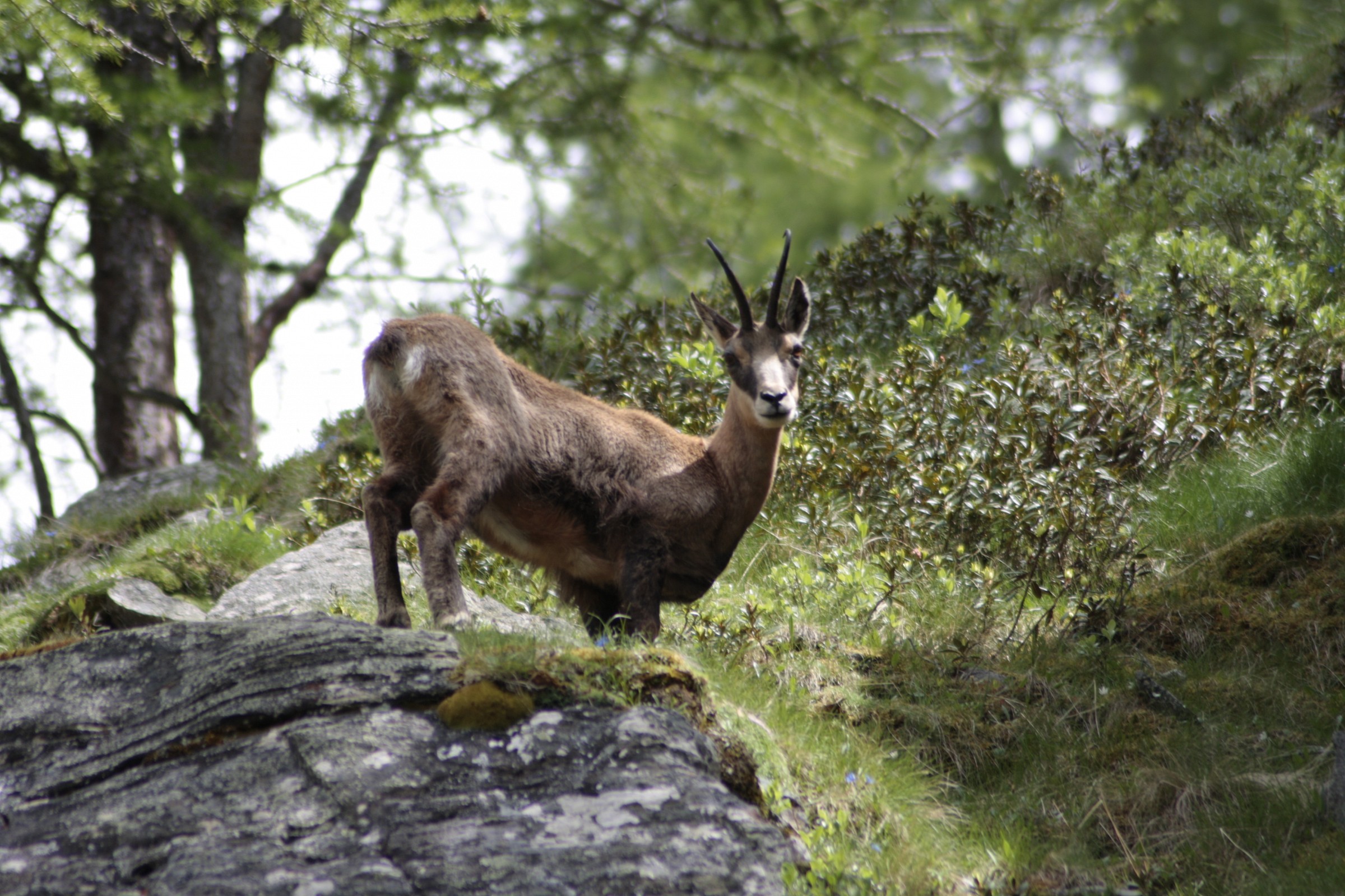 Chamois