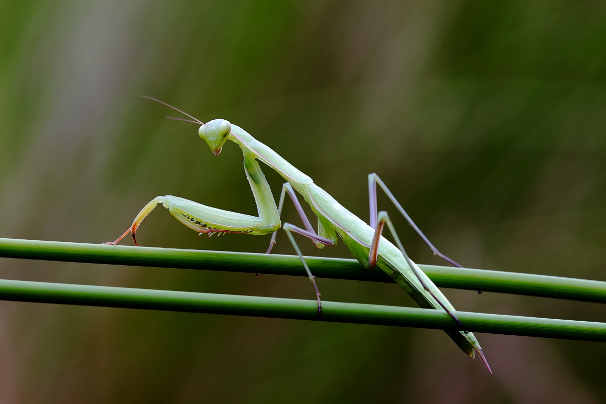 Mantis Religiosa