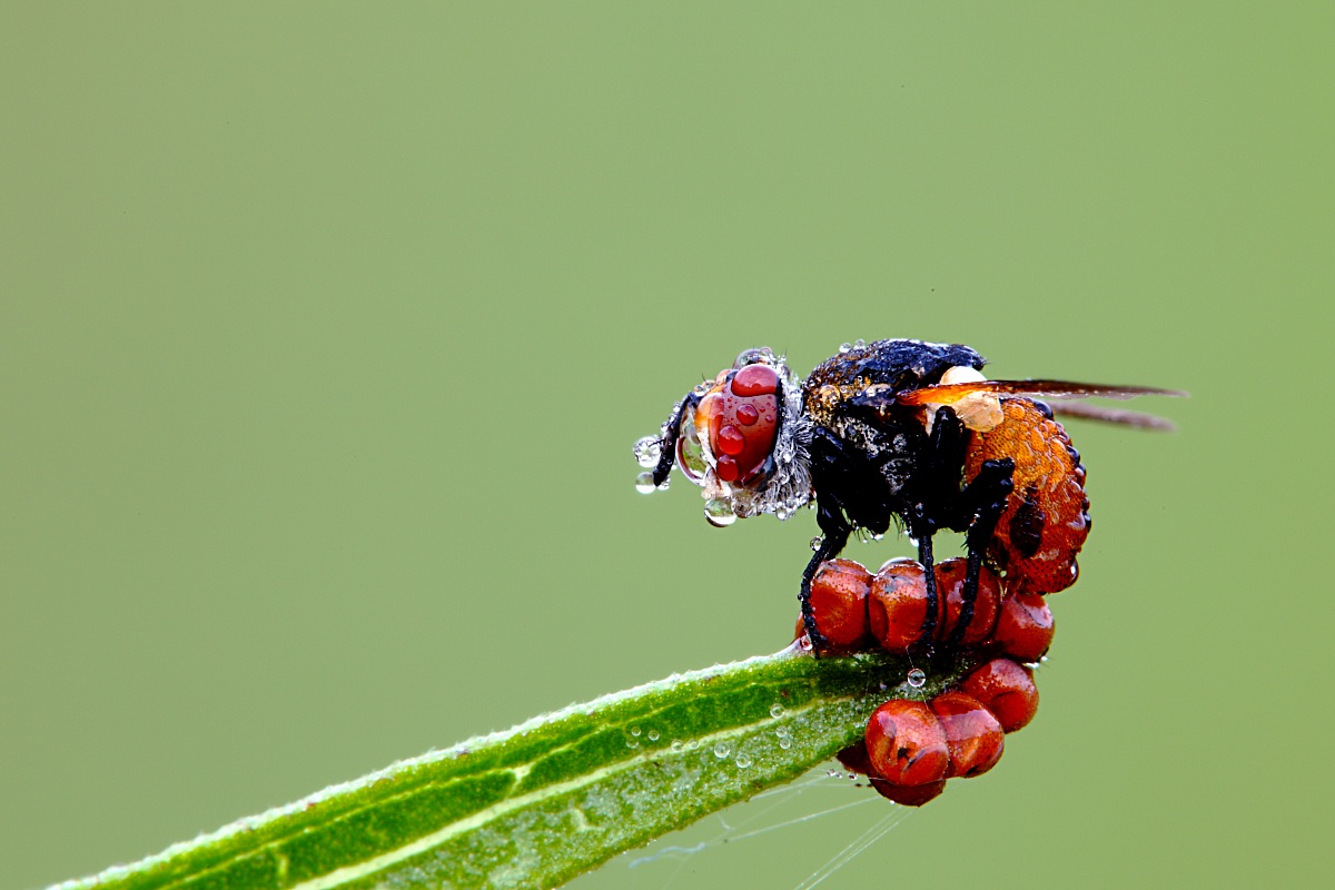 Ectophasia crassipennis