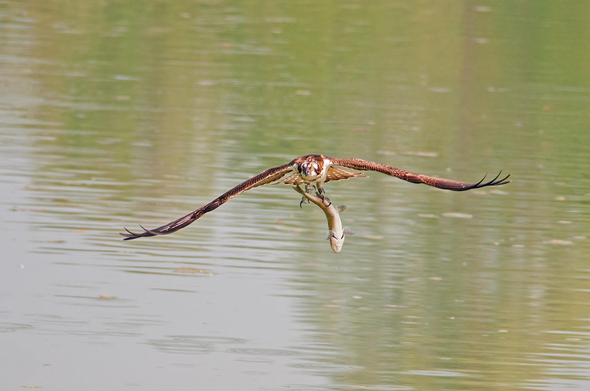 Falco pescatore con preda
