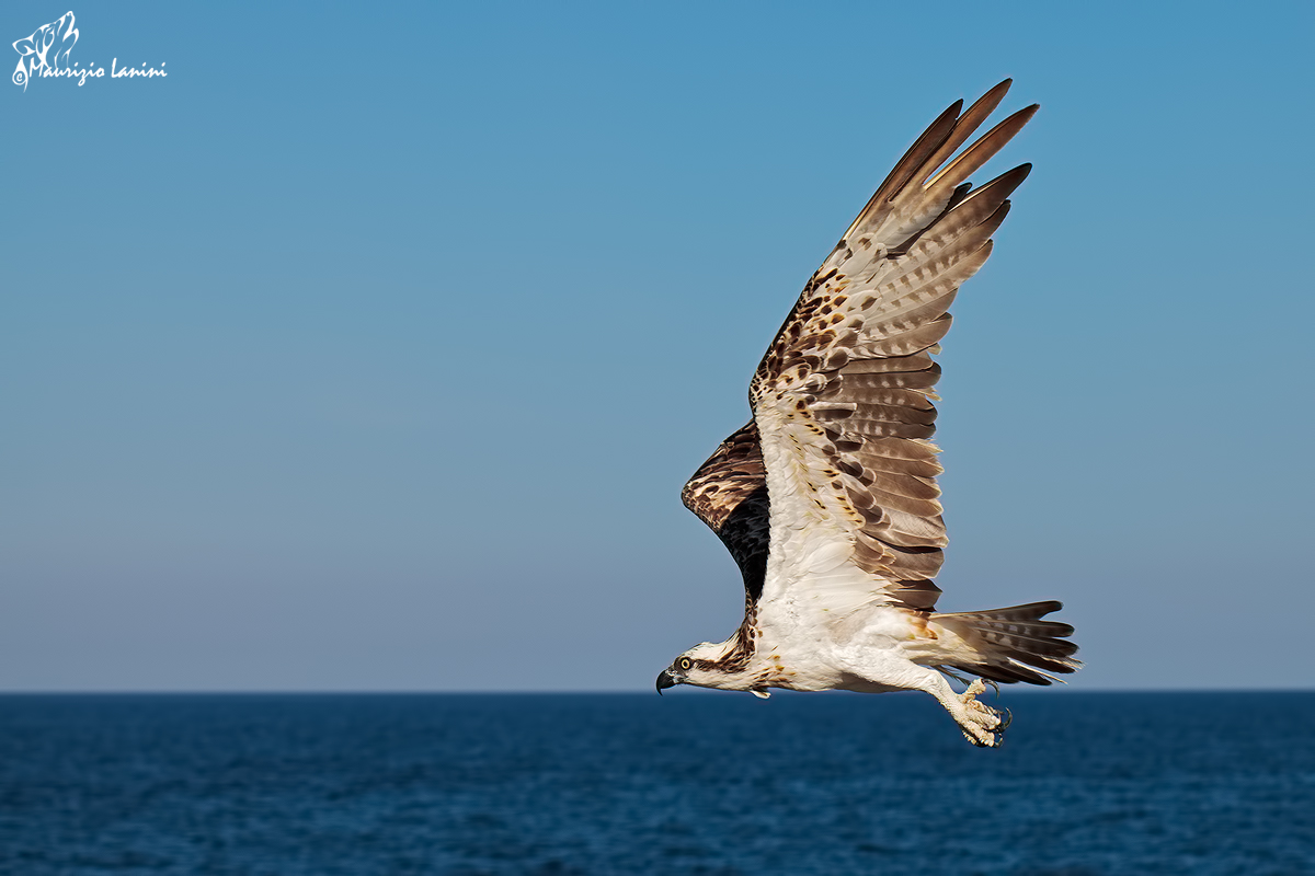 Parallelo all'orizzonte