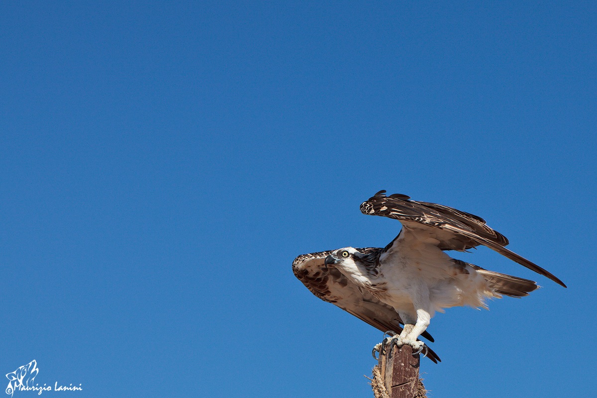 Pronto a spiccare il volo