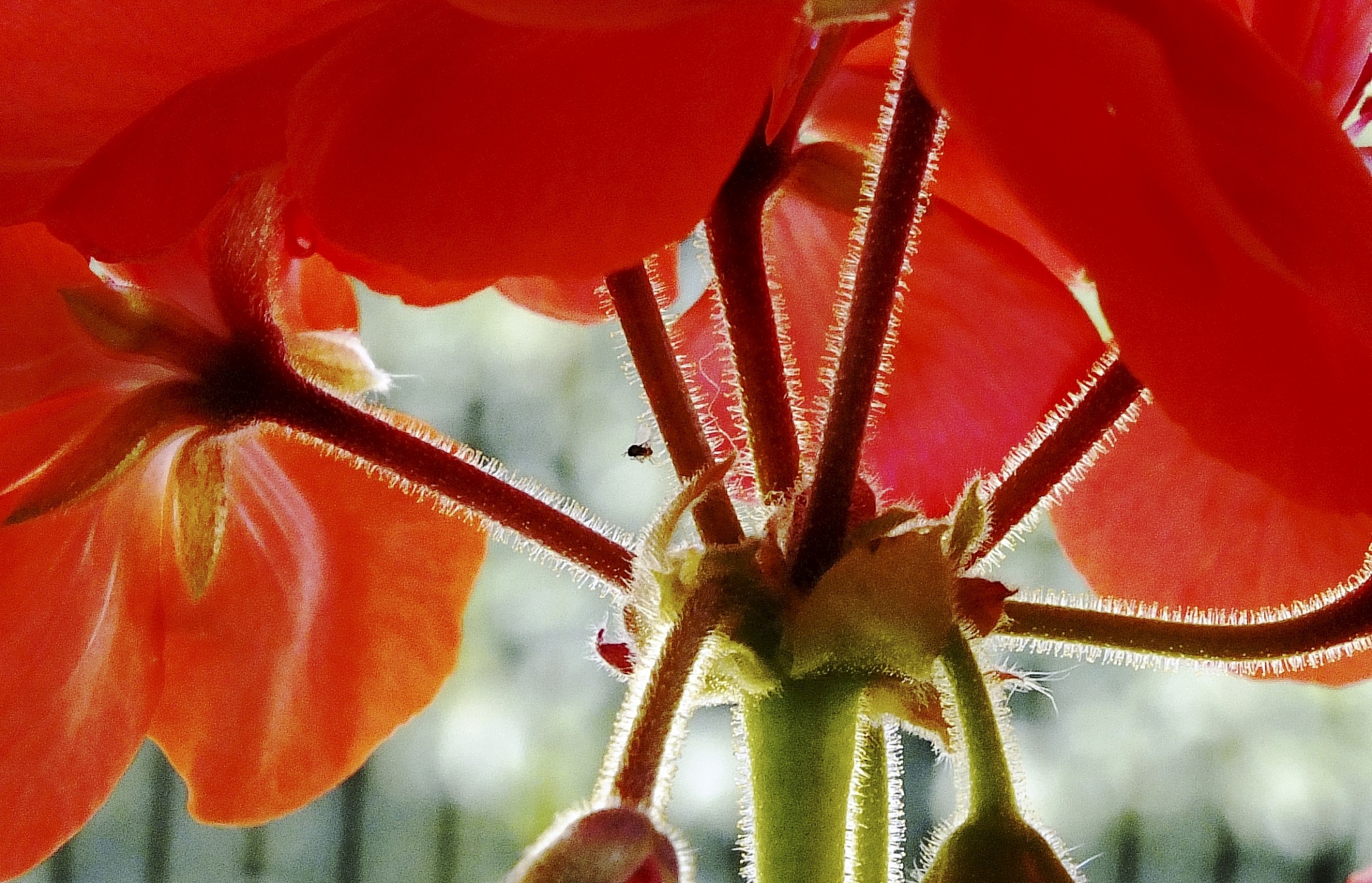 Un moscerino vagante